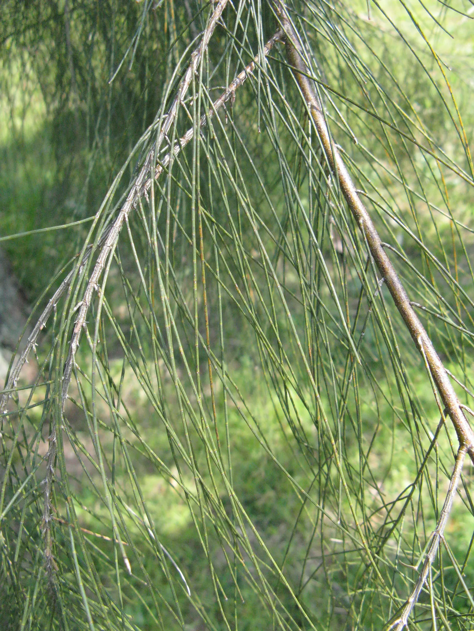 River She-Oak (Casuarina Cunninghamiana) — is a versatile and hardy species of evergreen tree that originates from Australia; it sports delicate needle-like
