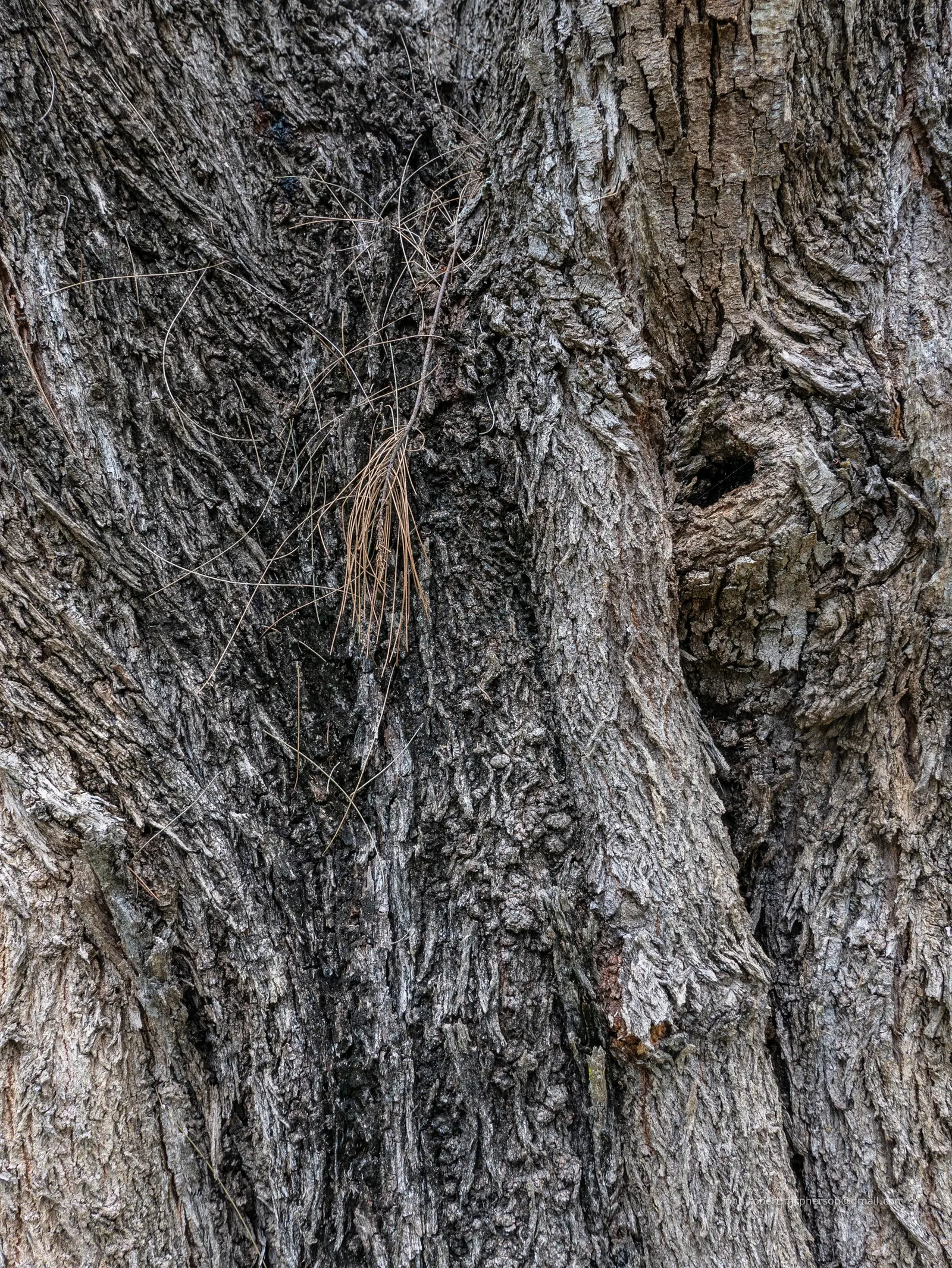 River She-Oak (Casuarina Cunninghamiana) — Hardy in zones 9-11, it thrives in full sun and well-drained soils, tolerating drought and frost; tree for full