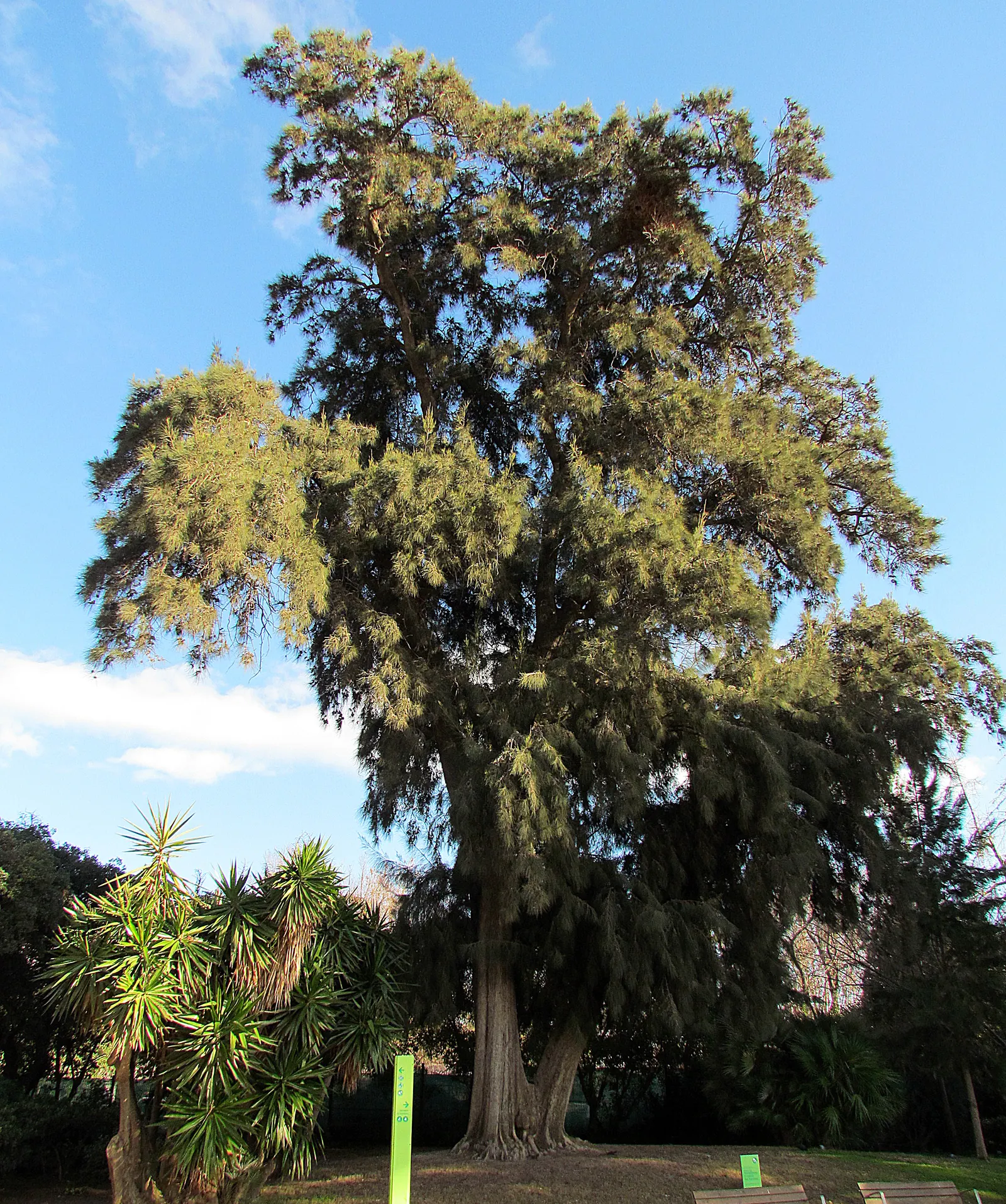 River She-Oak (Casuarina Cunninghamiana) — It sports delicate needle-like leaves and bears woody, conical fruit