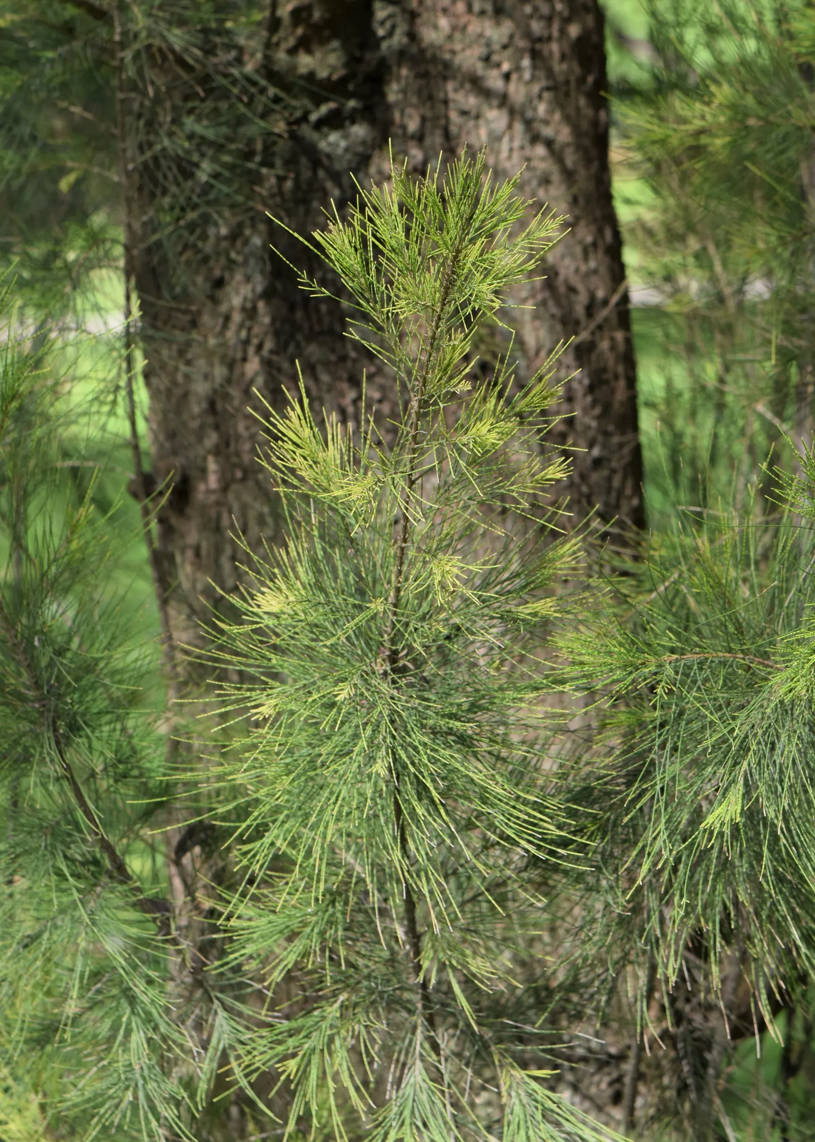 River She-Oak (Casuarina Cunninghamiana) — be aware that it may not be suitable for small spaces due to its size