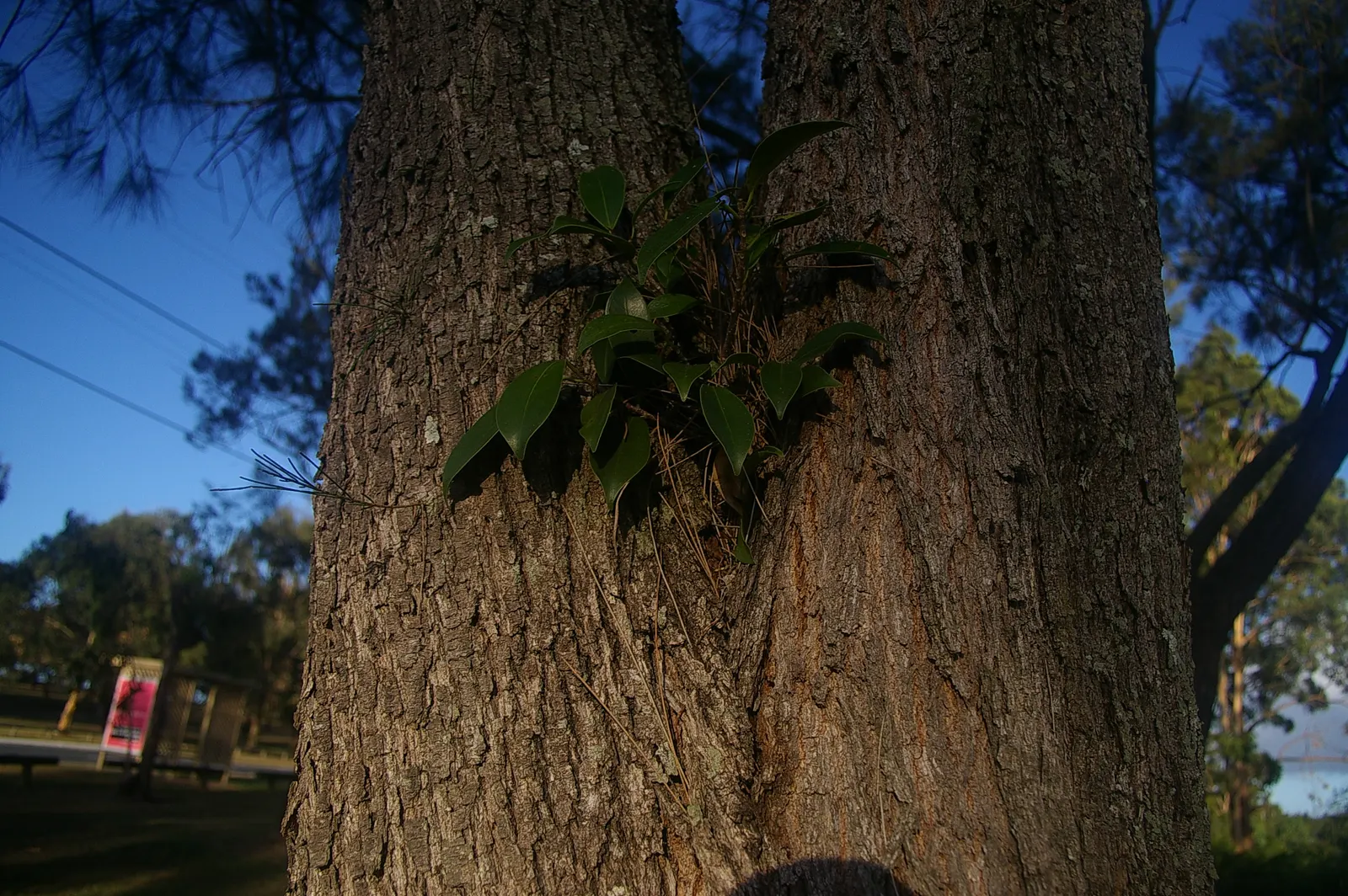 River She-Oak (Casuarina Cunninghamiana) — tree for full