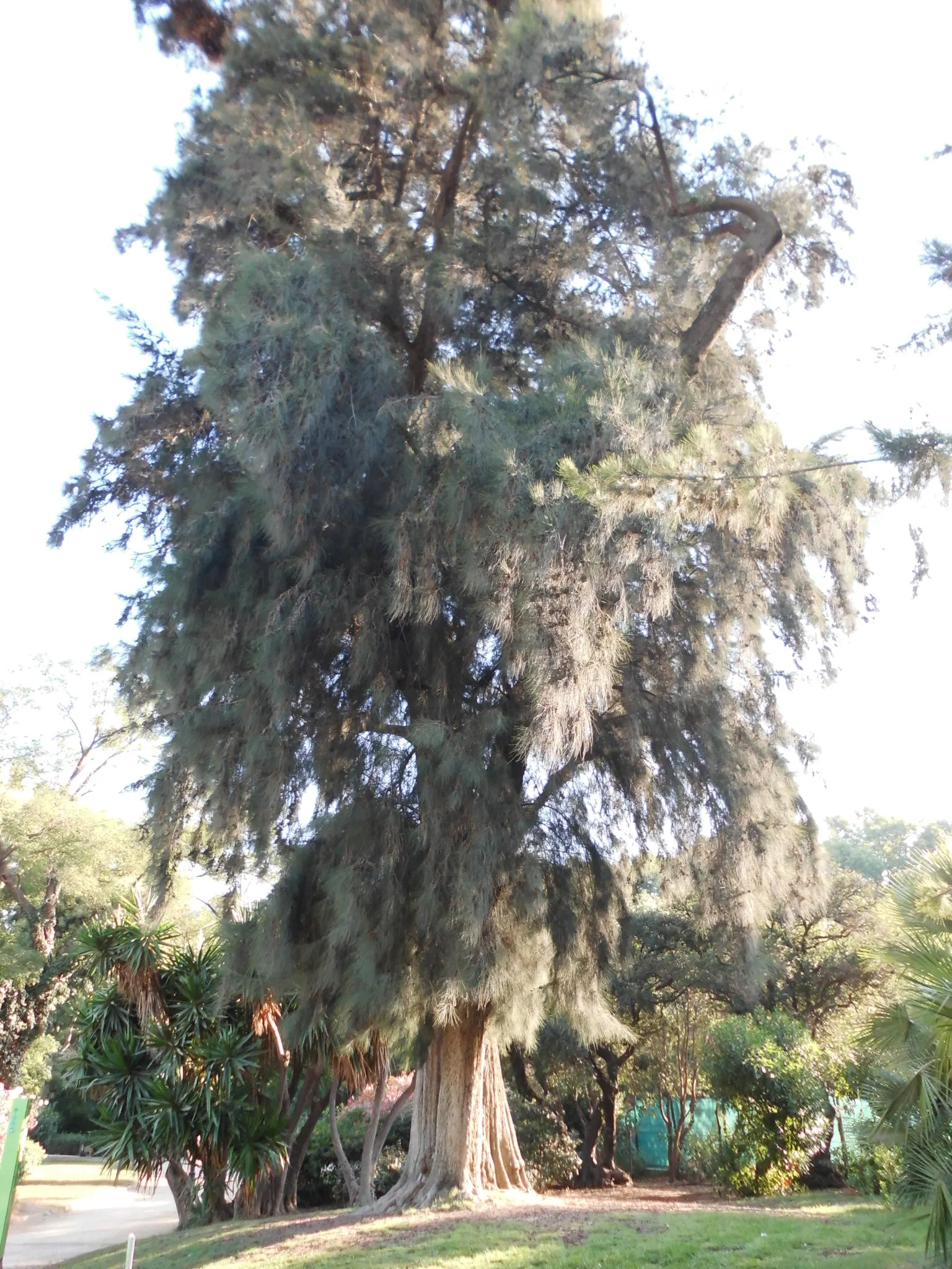 River She-Oak (Casuarina Cunninghamiana) — upright silhouette with pendulous branchlets that resemble delicate pine needles; its fine foliage rustles