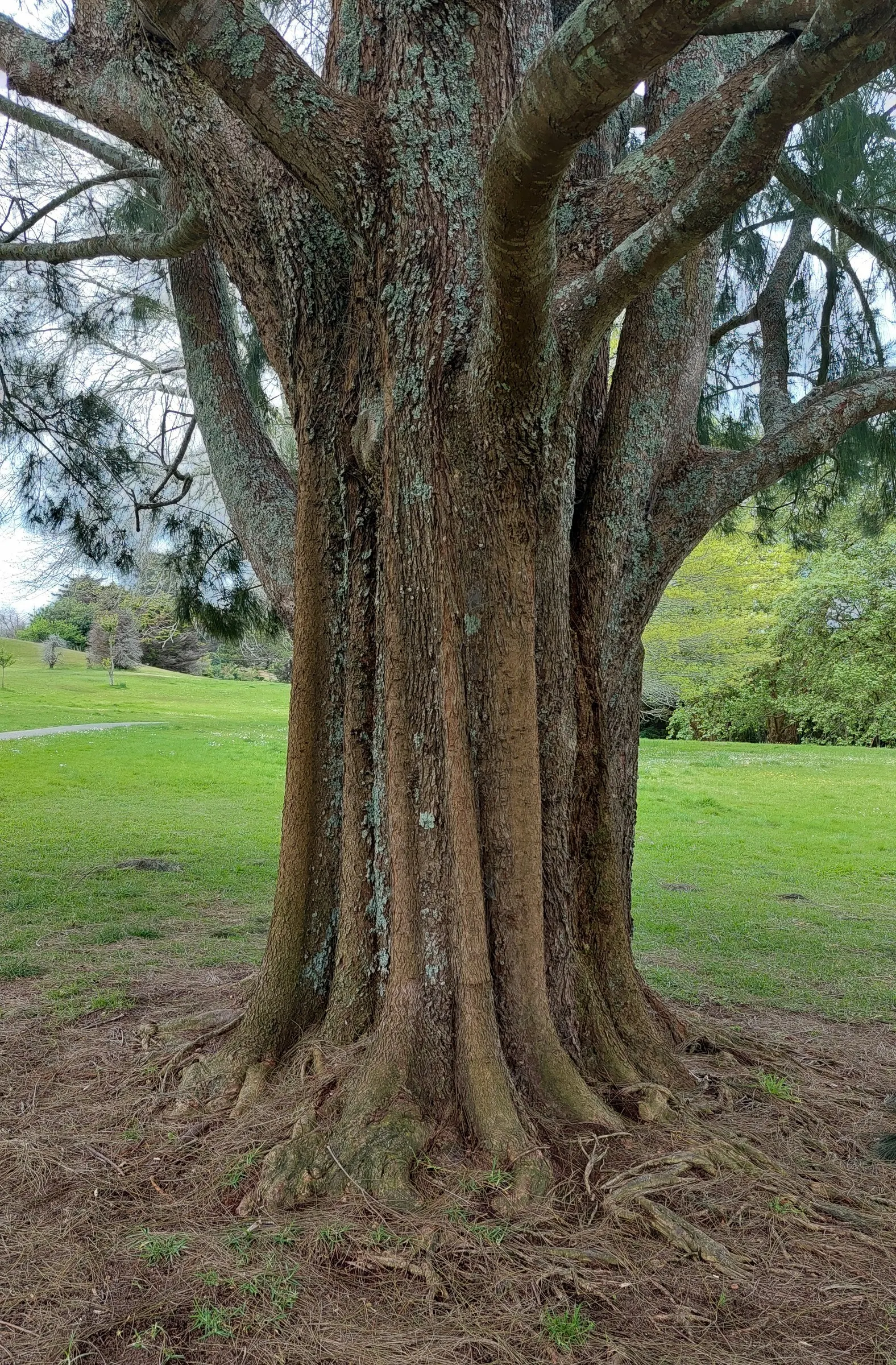 River She-Oak (Casuarina Cunninghamiana) — mildly acidic to neutral soils.<br><br>When integrating the River She-Oak into a garden