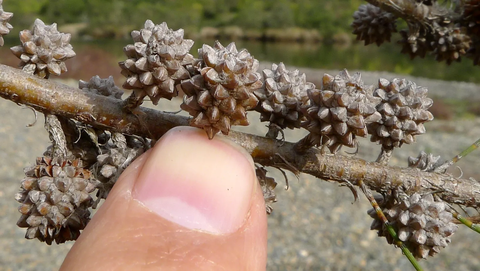 River She-Oak (Casuarina Cunninghamiana) — and its remarkable adaptability to various soil conditions