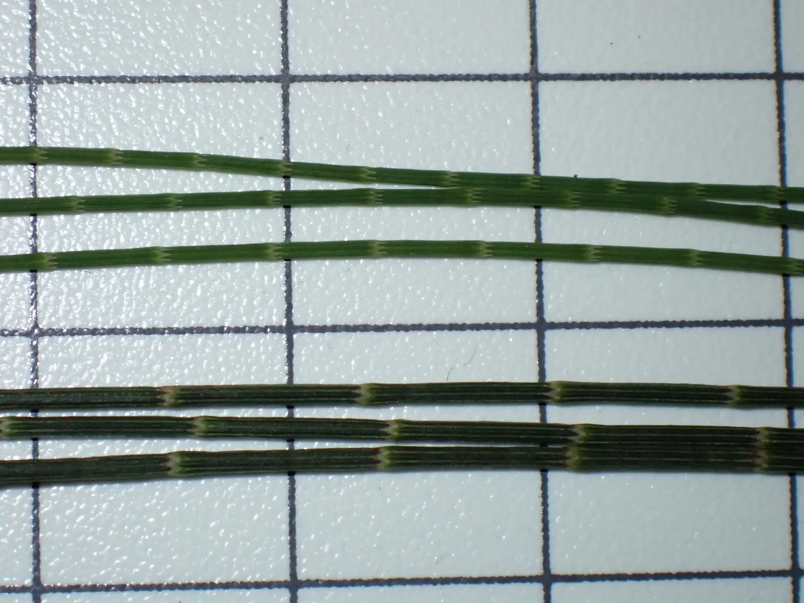 River She-Oak (Casuarina Cunninghamiana) — the River She-Oak forms a narrow