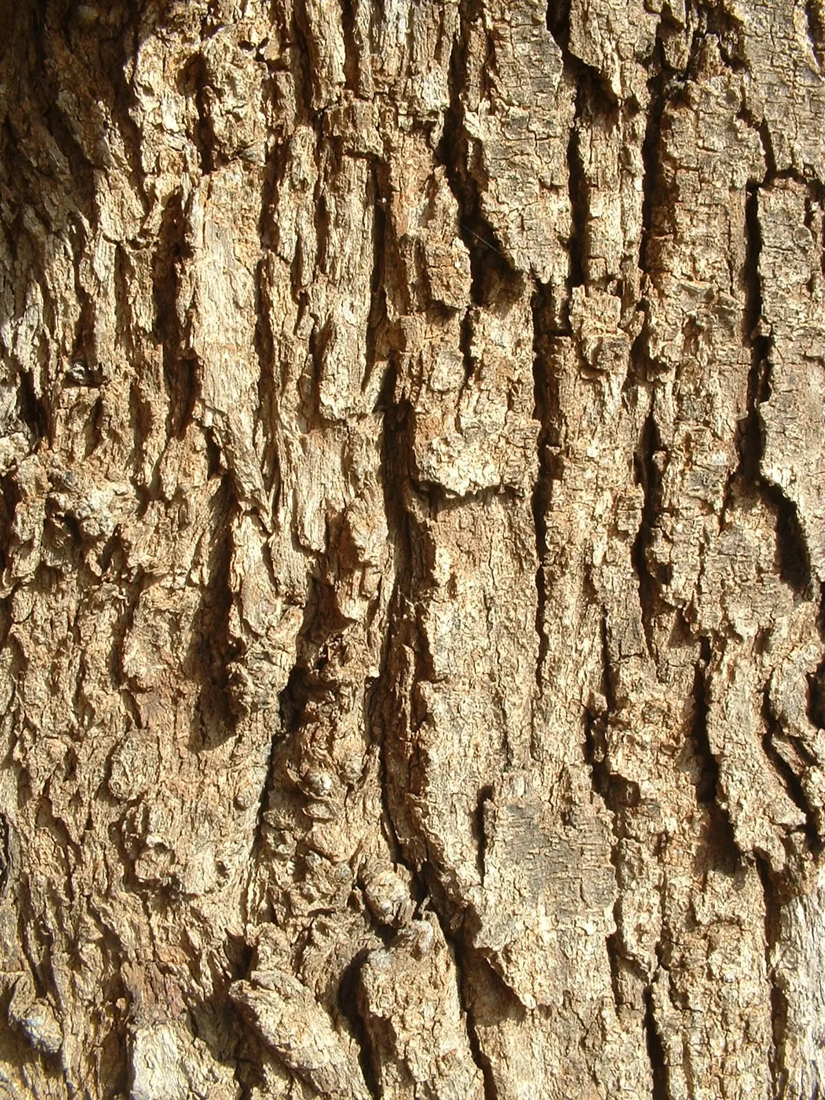 River She-Oak (Casuarina Cunninghamiana) — is a robust evergreen native to Australia