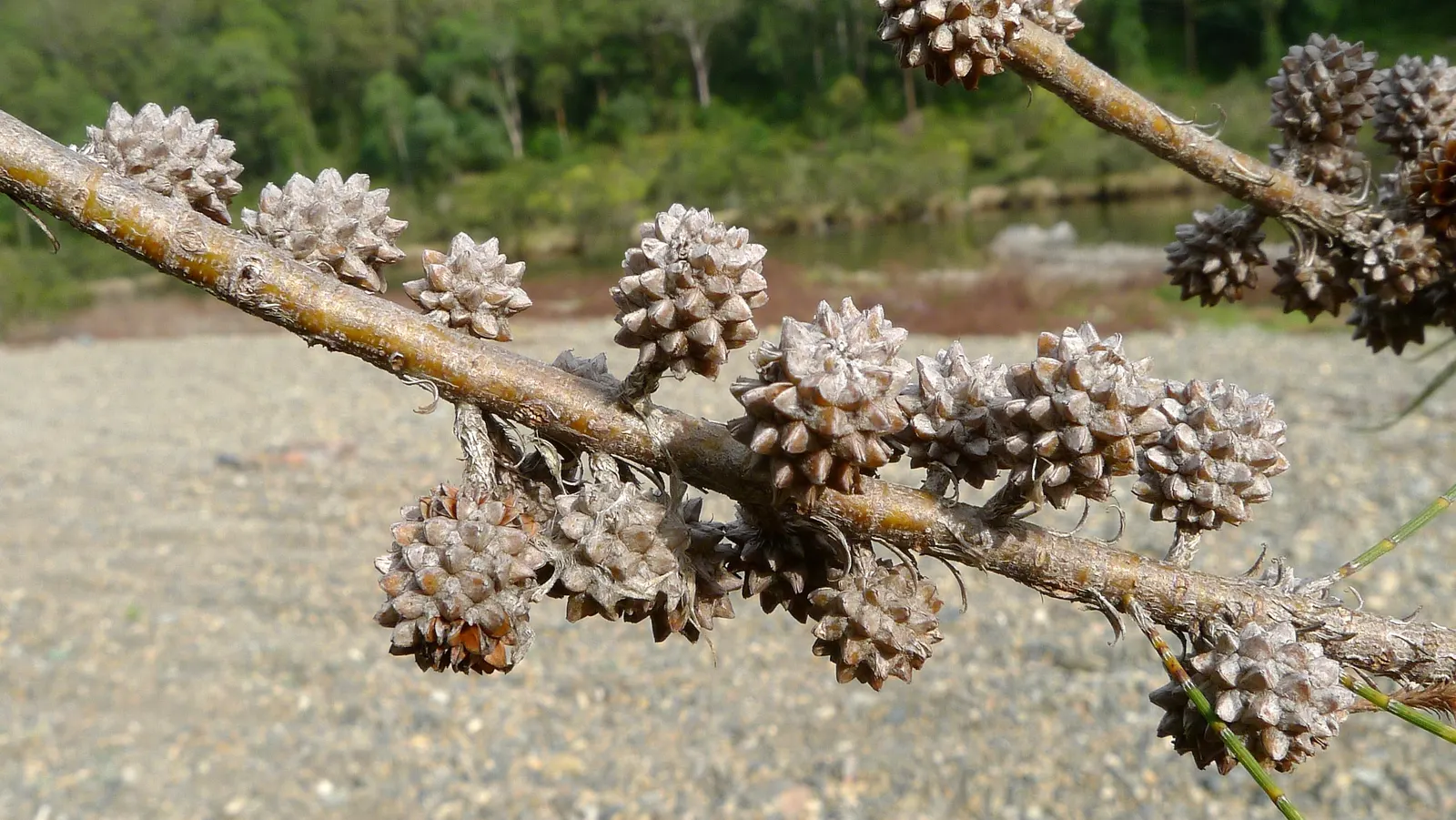 River She-Oak (Casuarina Cunninghamiana) — Hardy in zones 9-11, it thrives in full sun and well-drained soils, tolerating drought and frost