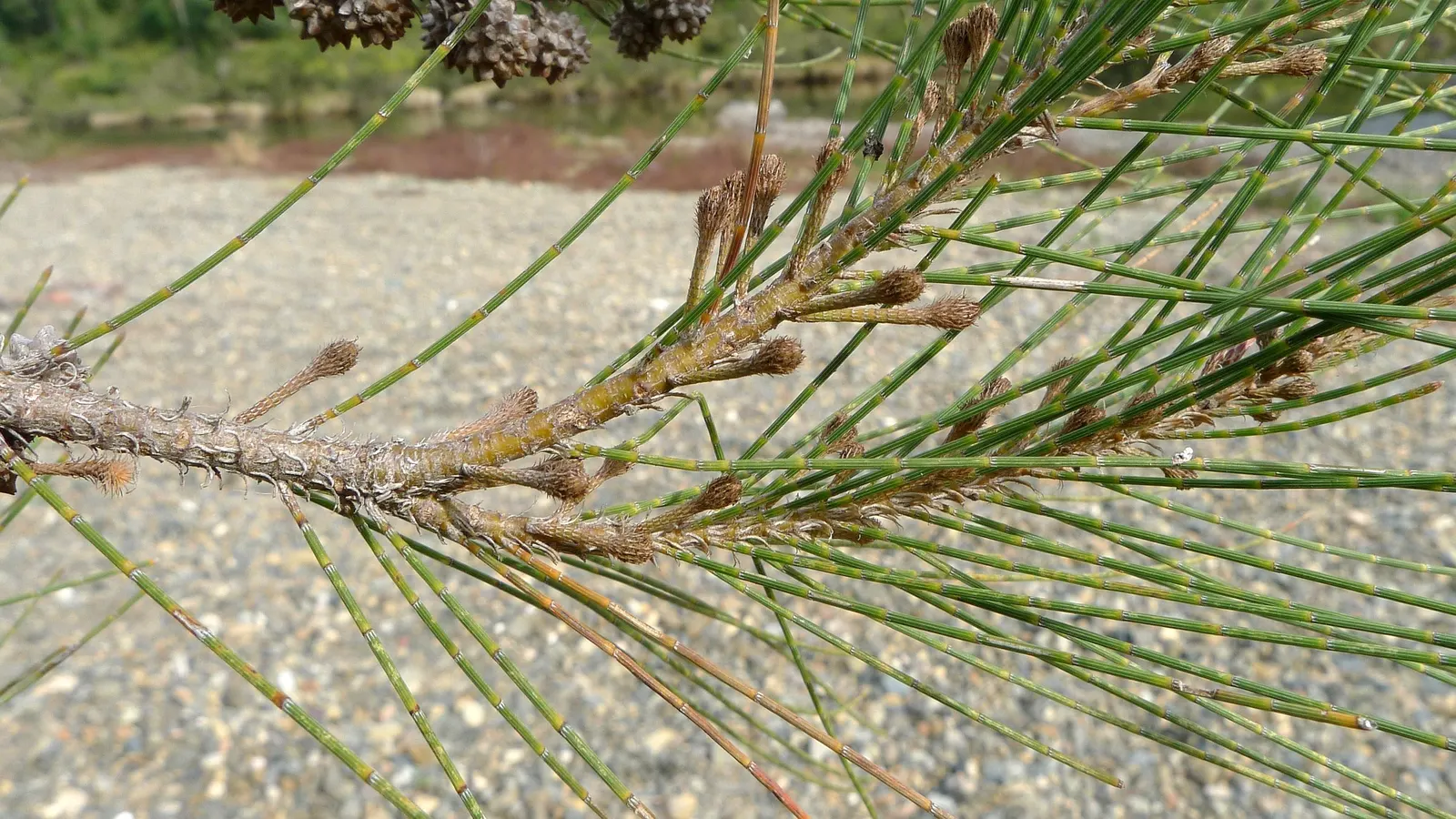 River She-Oak (Casuarina Cunninghamiana) — particularly when grouped to form a natural barrier or a focal point in larger spaces
