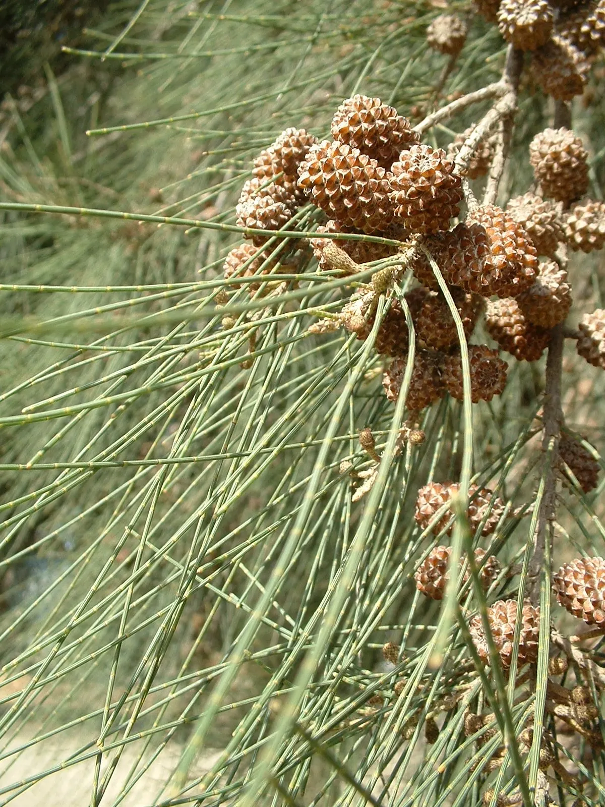 River She-Oak (Casuarina Cunninghamiana) — the River She-Oak also fixes nitrogen in the soil