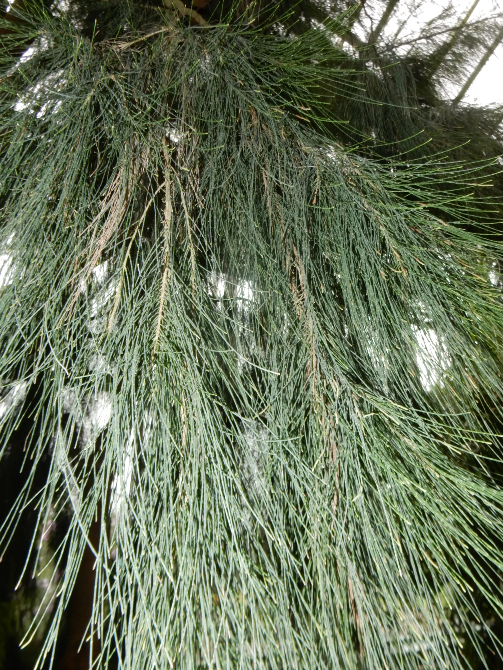 River She-Oak (Casuarina Cunninghamiana) — takes on a feathery appearance and produces an alluring