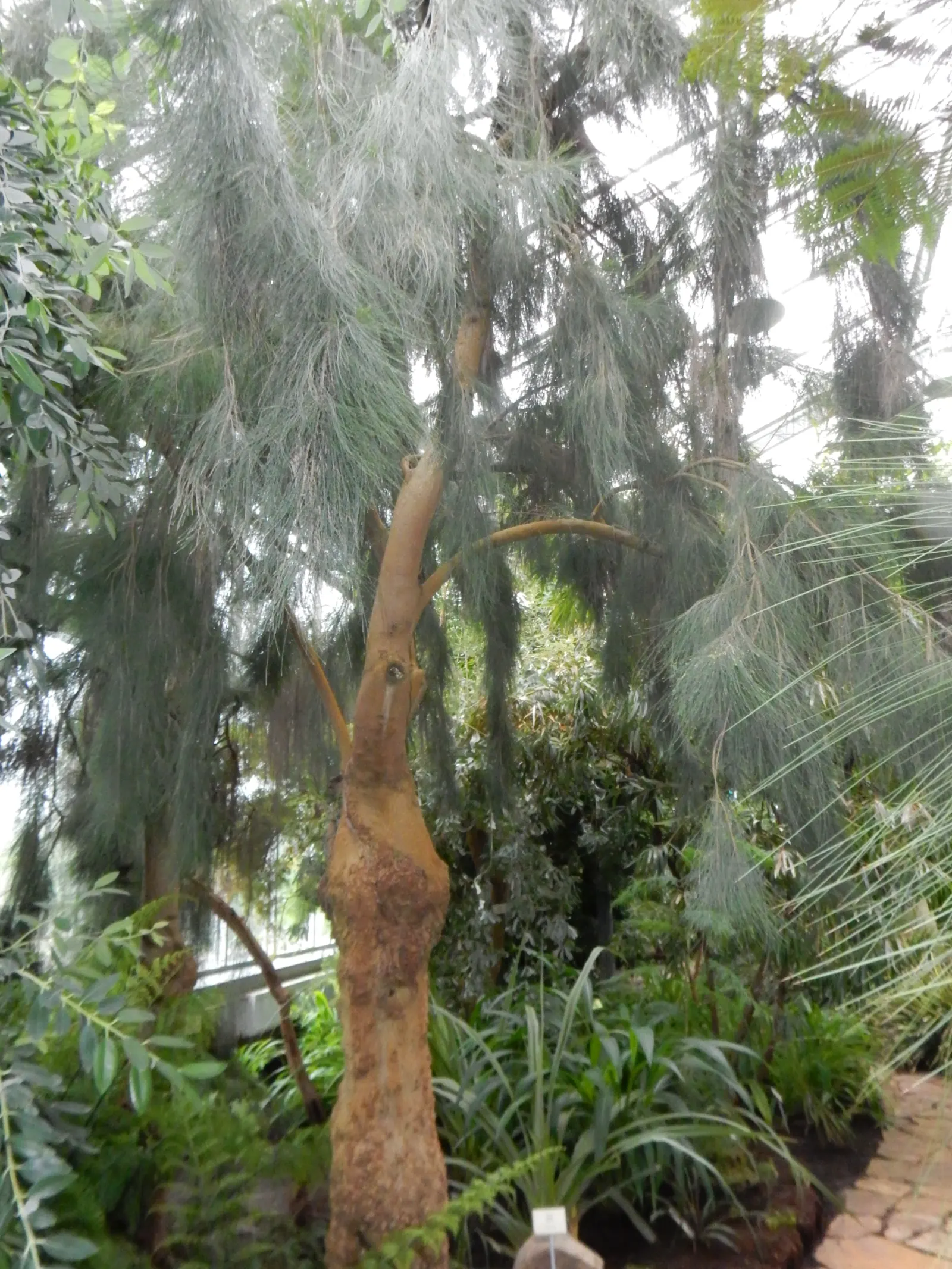 River She-Oak (Casuarina Cunninghamiana) — upright silhouette with pendulous branchlets that resemble delicate pine needles