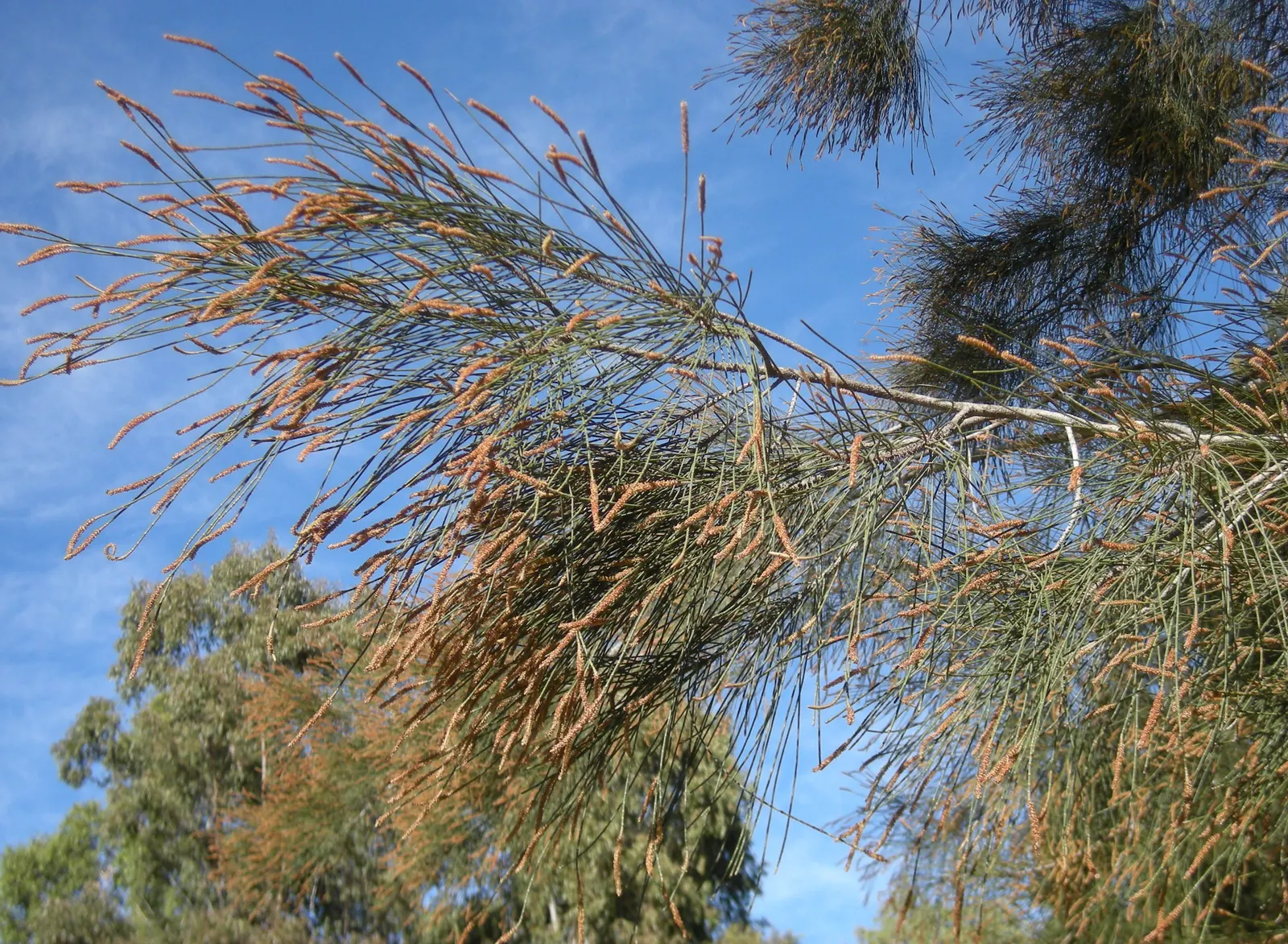 River She-Oak (Casuarina Cunninghamiana) — this tree offers an aesthetically pleasing and ecological choice