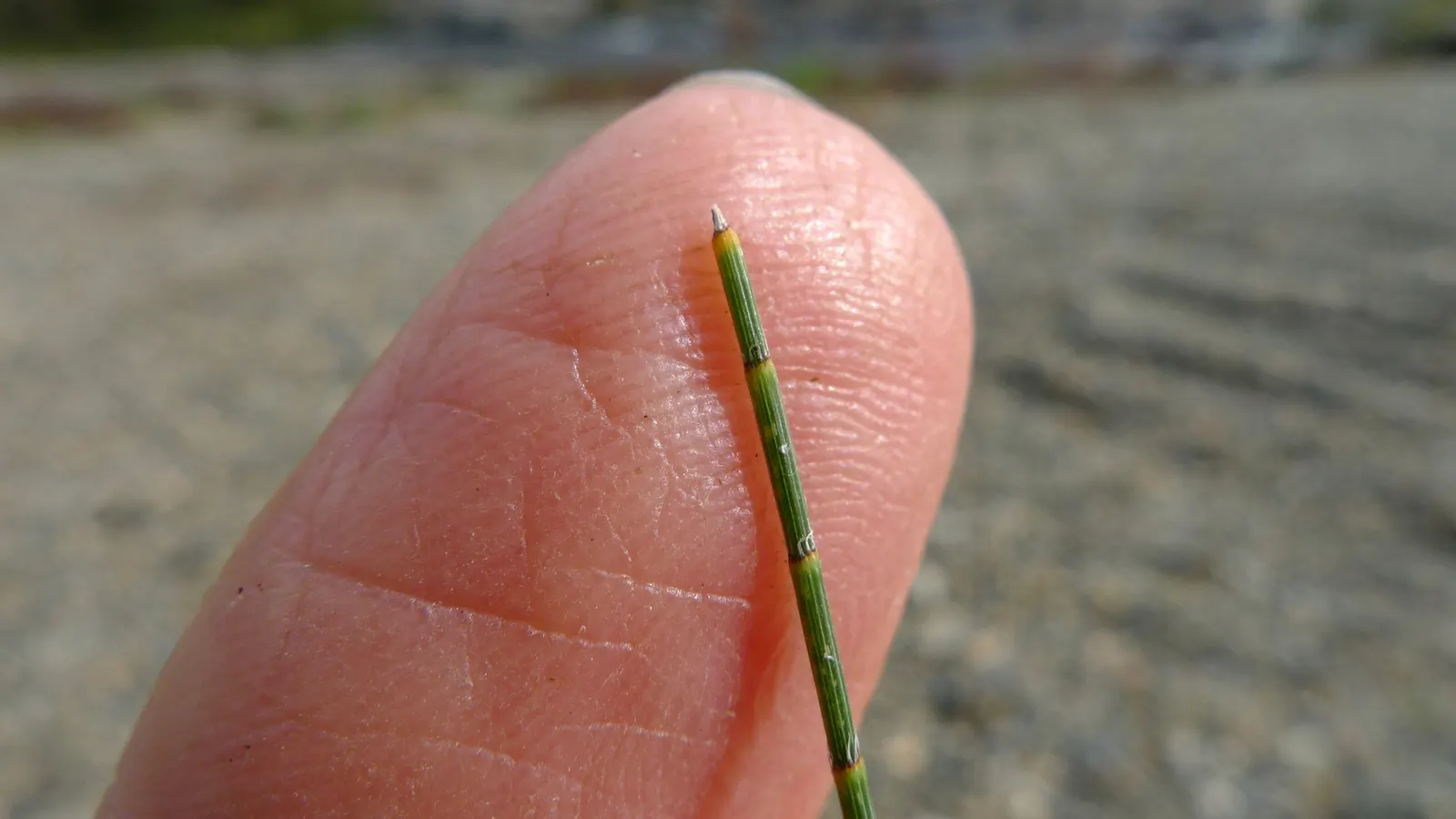 River She-Oak (Casuarina Cunninghamiana) — Ideal as a windbreak or for erosion control