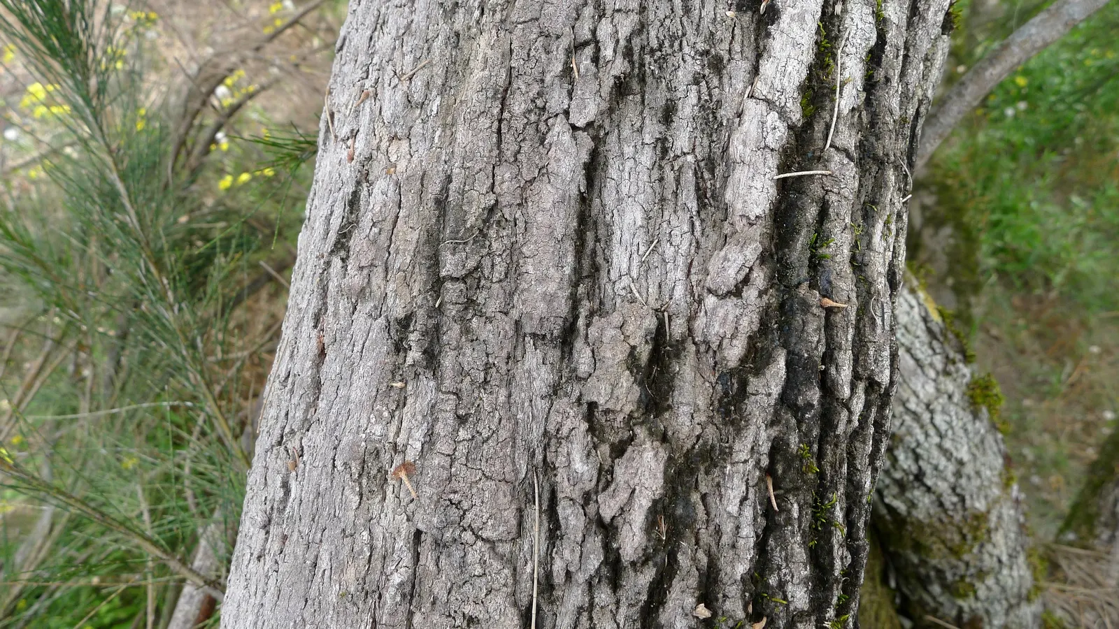 River She-Oak (Casuarina Cunninghamiana) — It prefers full sun and while tolerant of various soil types