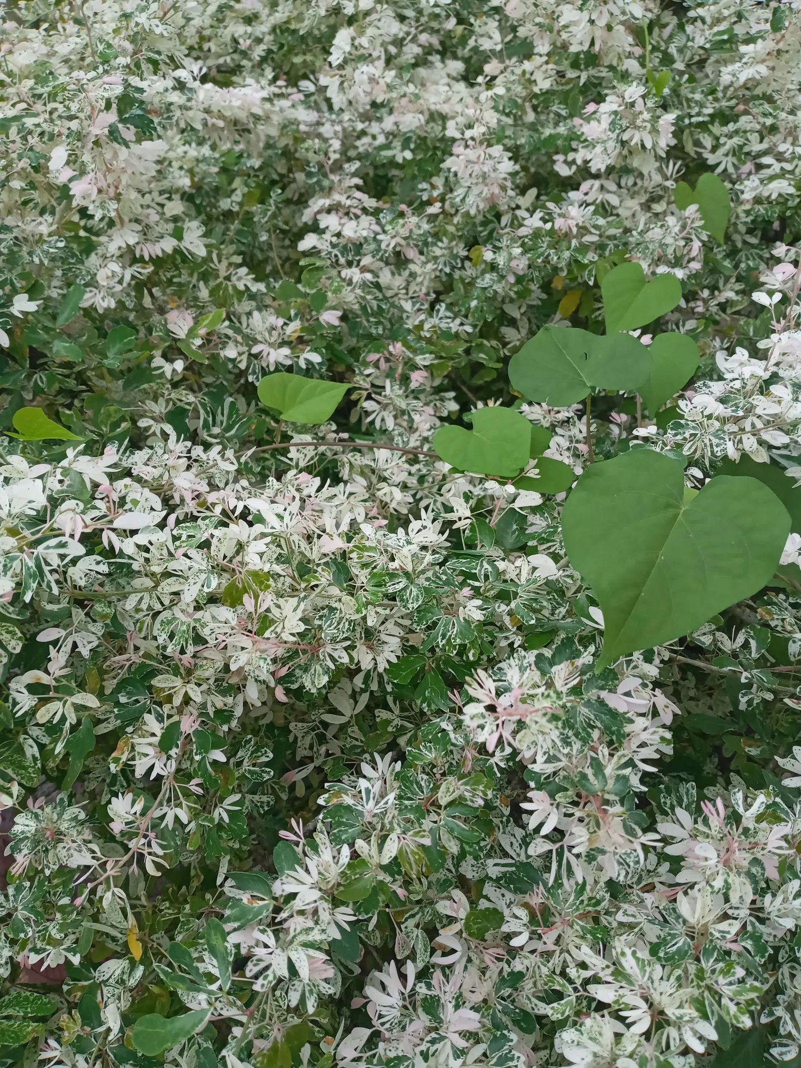 Emerald Snow&reg; Loropetalum (Loropetalum 'Emerald Snow') — reaching up to 4 feet tall and wide