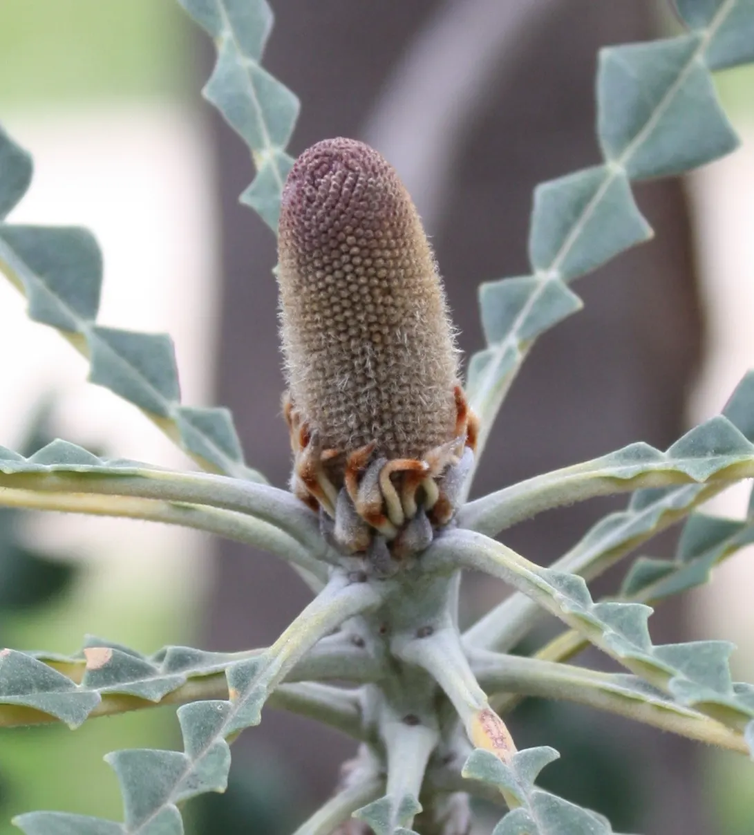 Bull Banksia (Banksia Grandis) — large and showy flower spikes and imposing stature