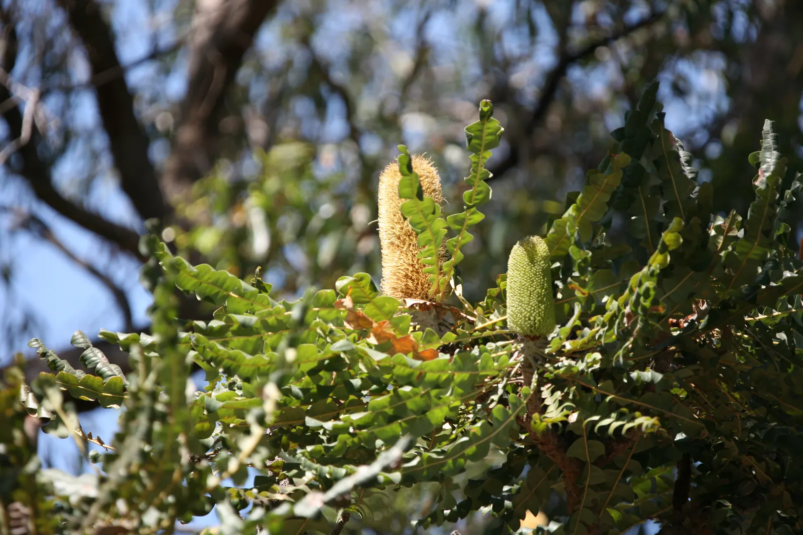 Bull Banksia (Banksia Grandis) — These bright yellow to lime-green blossoms typically appear from late fall into winter