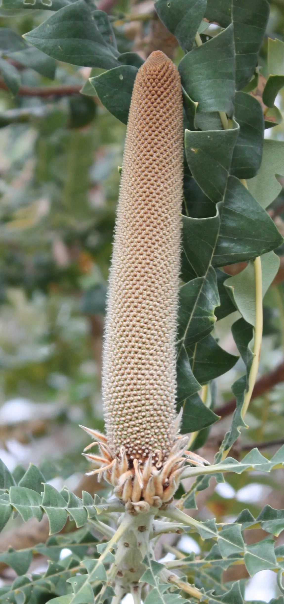 Bull Banksia (Banksia Grandis) — which are enormous cylindrical flower spikes reaching up to 14 inches long and 4 inches in diameter