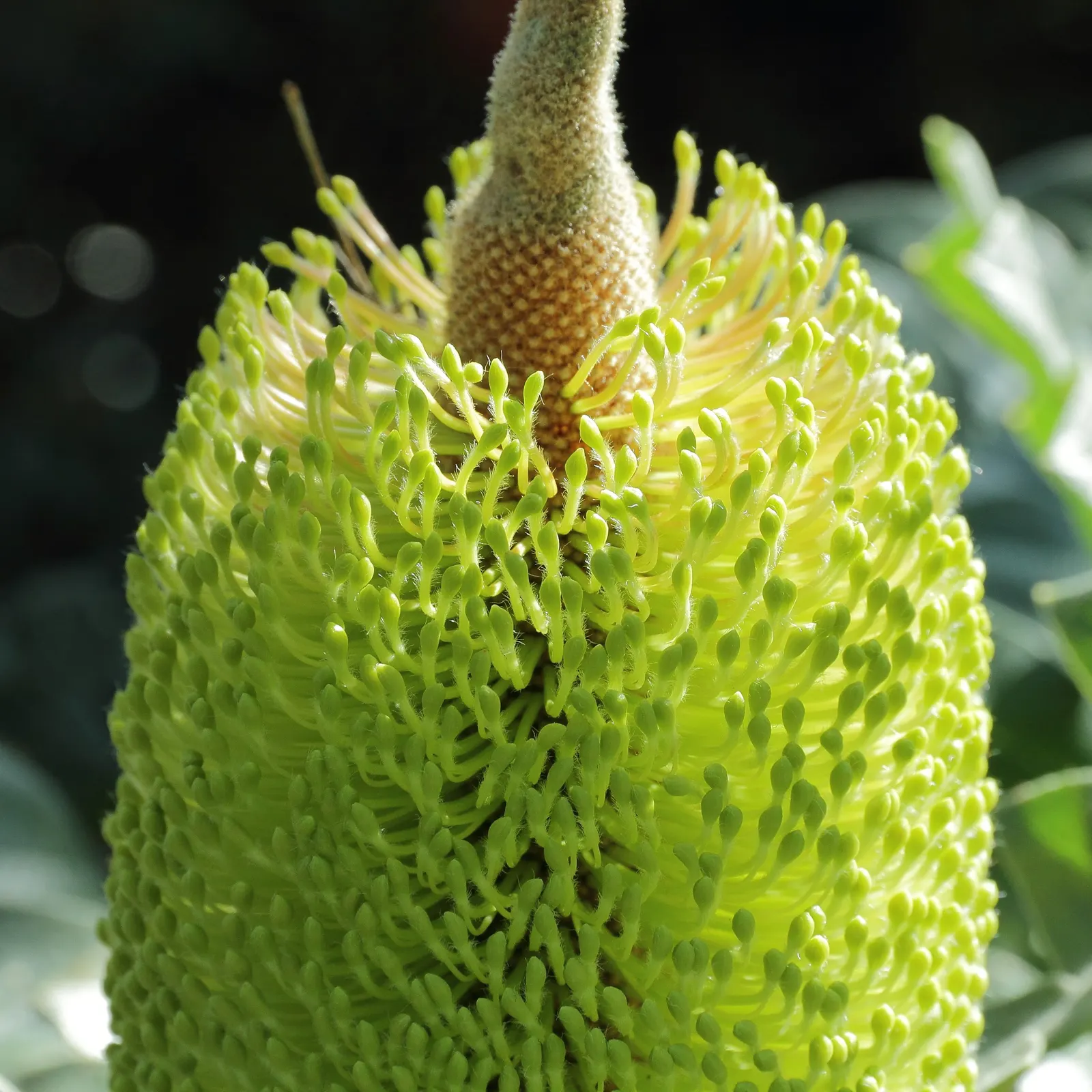 Bull Banksia (Banksia Grandis) — scientifically known as Banksia grandis