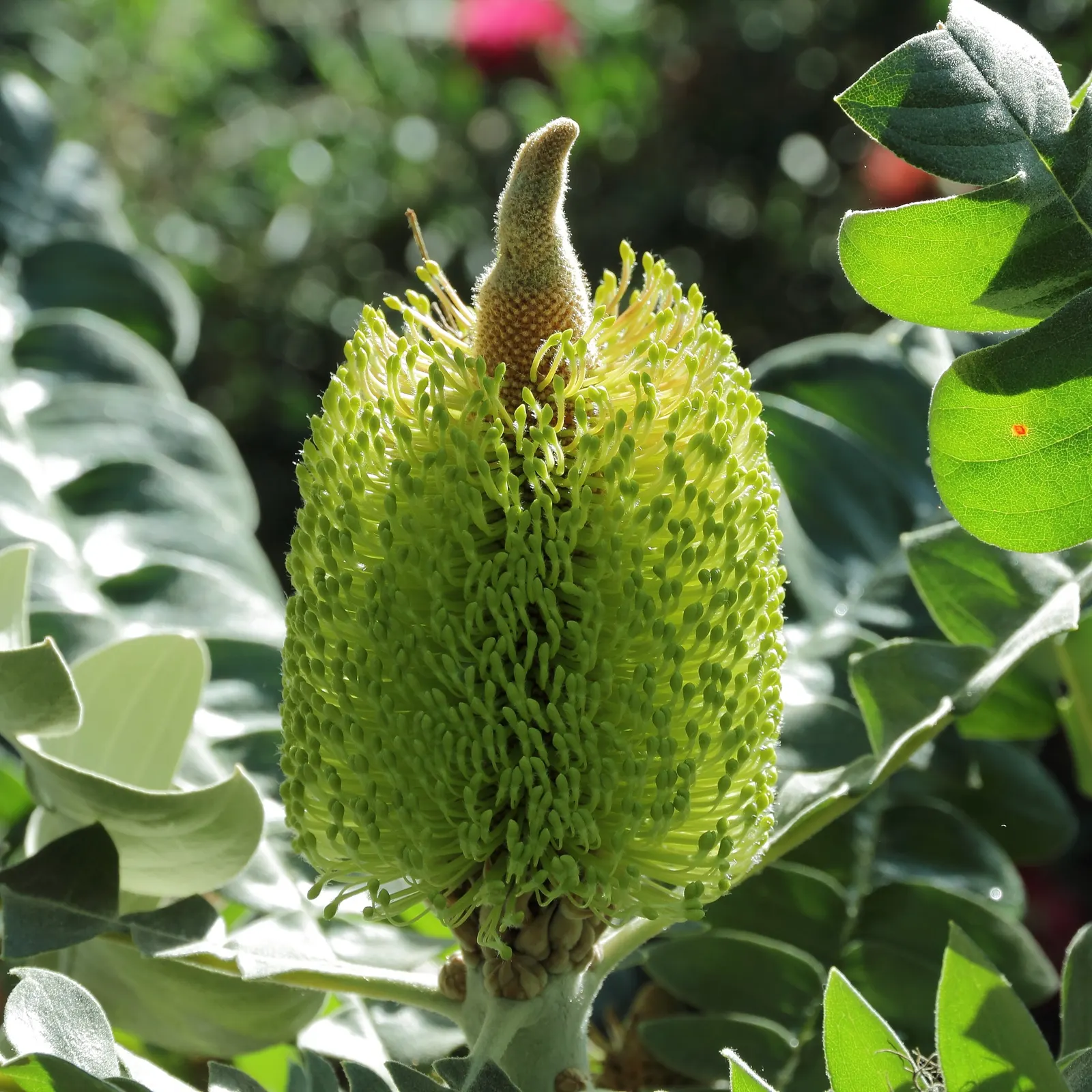 Bull Banksia (Banksia Grandis) — Resistant to drought, it's a low-maintenance choice for impactful landscapes