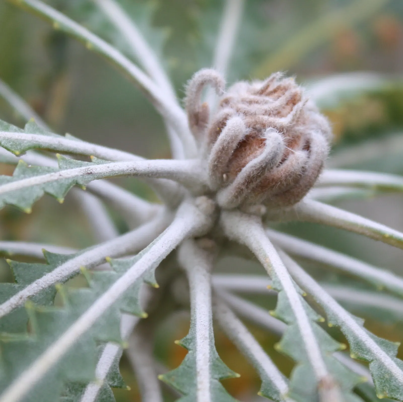 Bull Banksia (Banksia Grandis) — providing a splash of color when many other plants are dormant