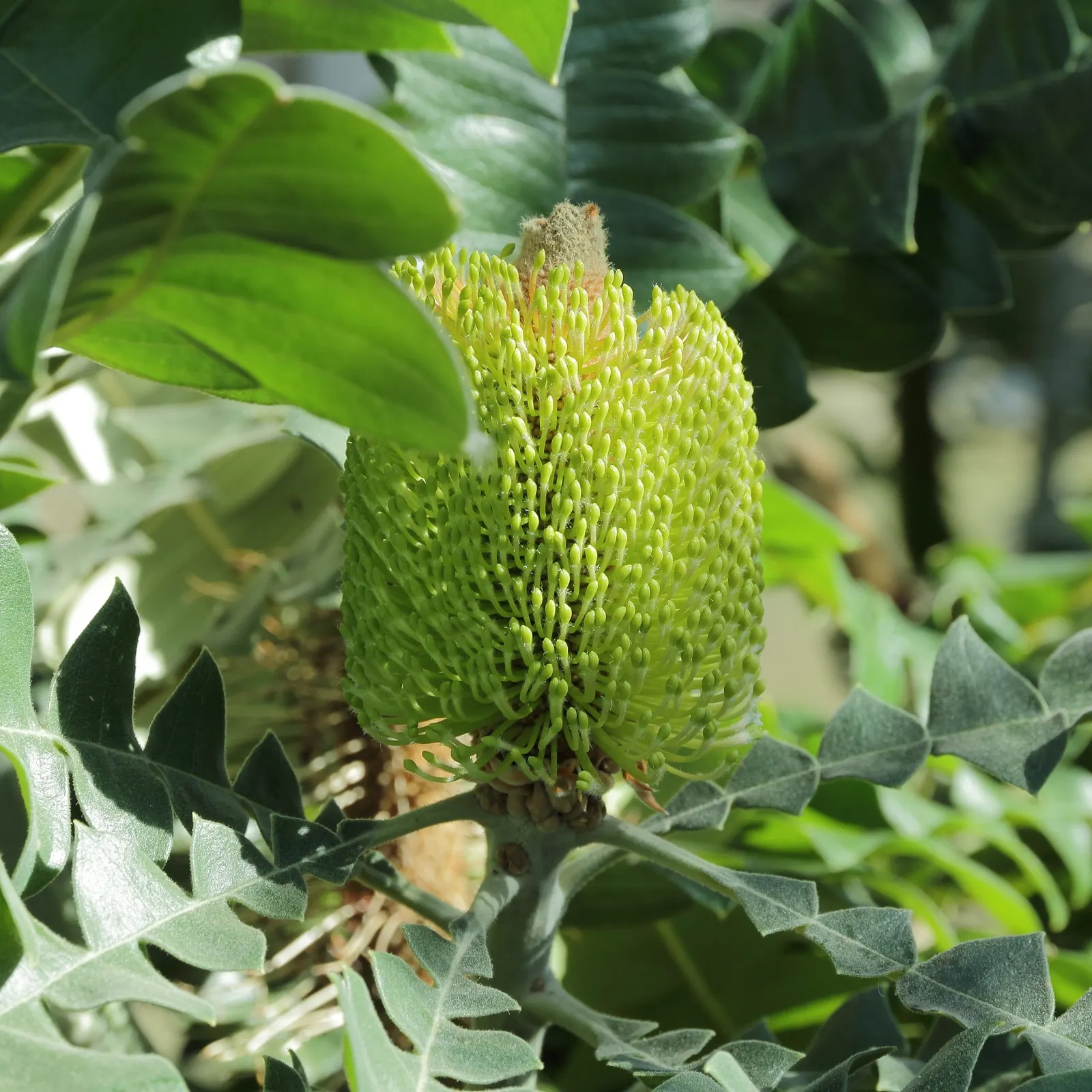 Bull Banksia (Banksia Grandis) — Banksia grandis requires well-drained