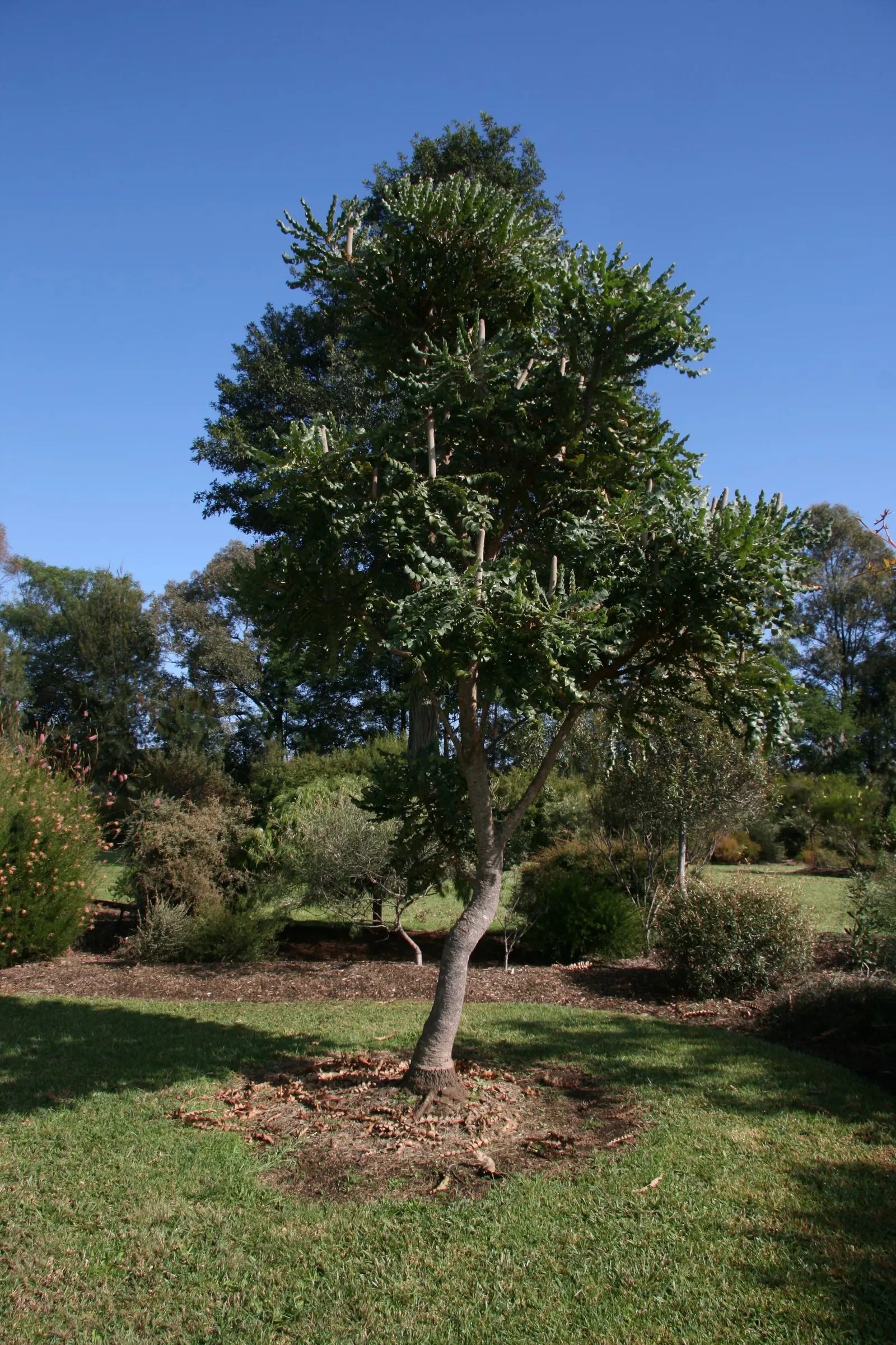 Bull Banksia (Banksia Grandis) — is a standout plant native to Western Australia
