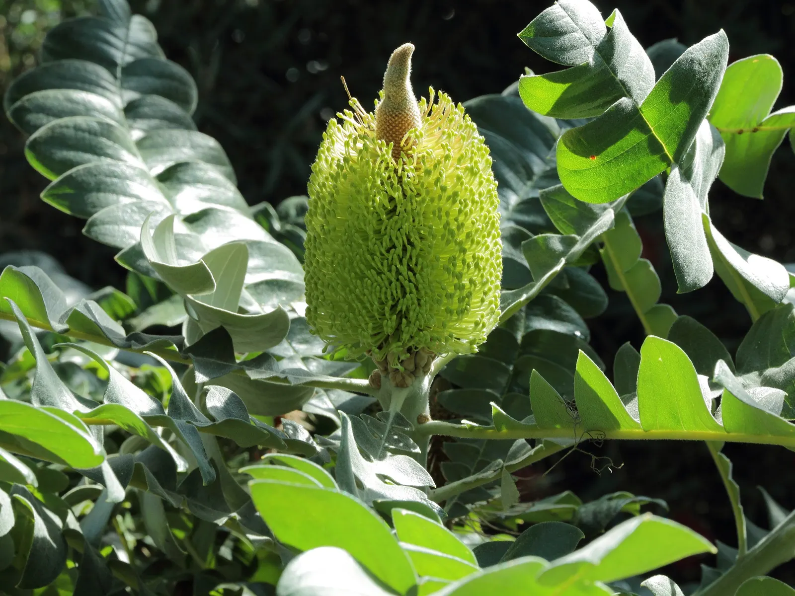 Bull Banksia (Banksia Grandis) — The Bull Banksia (Banksia grandis) is an Australian native with bold, serrated leaves averaging 12 inches long