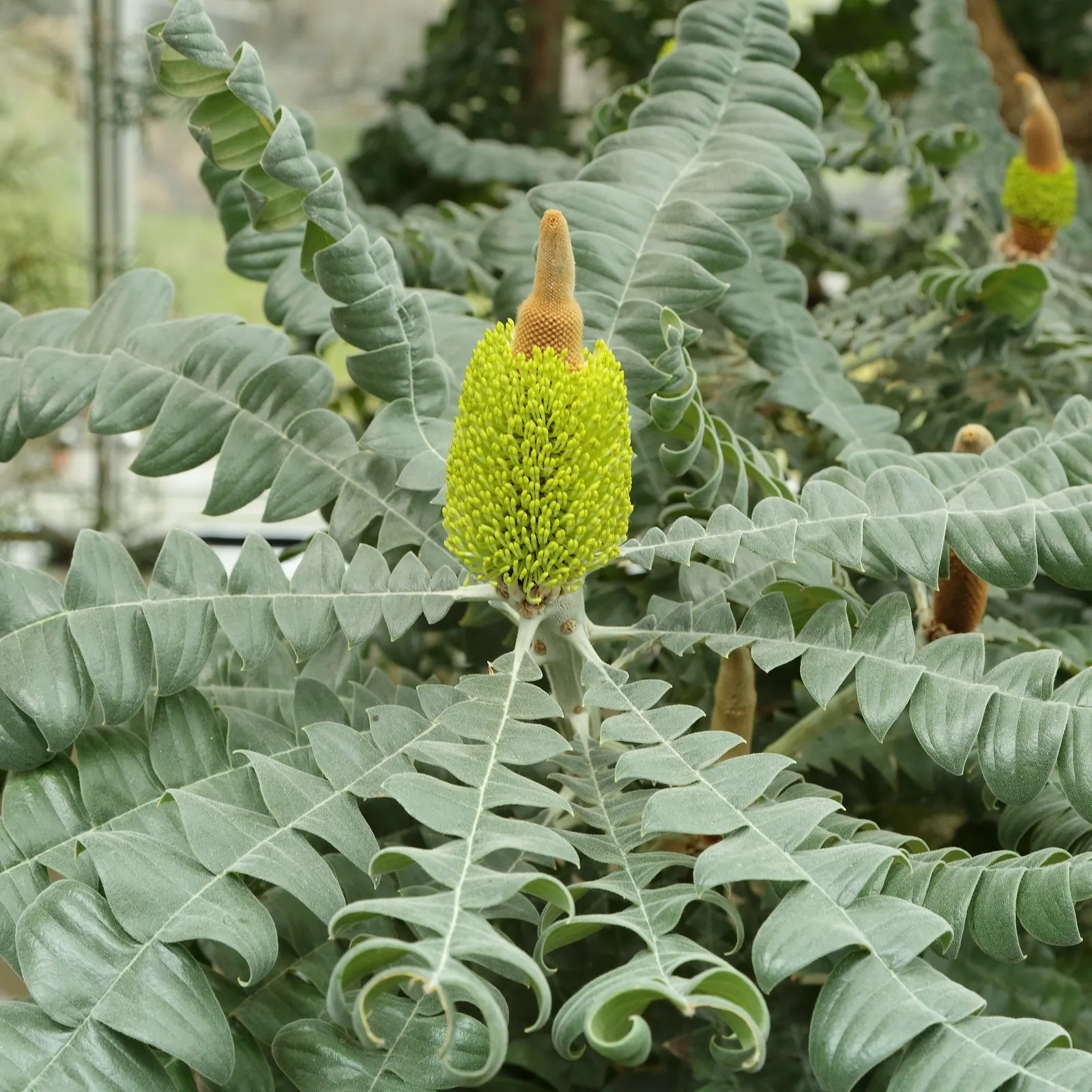 Bull Banksia (Banksia Grandis) — Its cylindrical, bright yellow inflorescences can grow up to 14 inches long, attracting various bird species