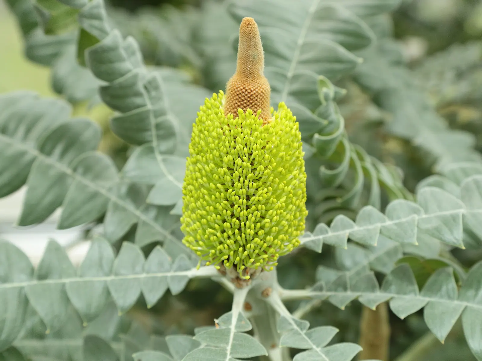 Bull Banksia (Banksia Grandis) — This evergreen tree can reach impressive heights varying between 16 to 33 feet with a similar spread