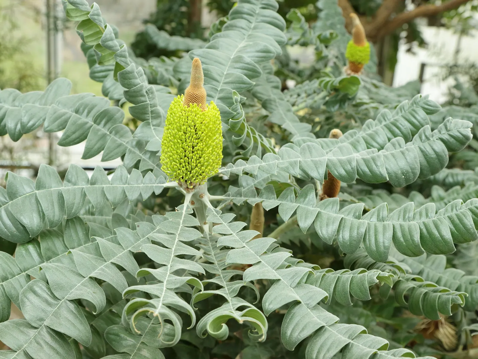 Bull Banksia (Banksia Grandis) — Prefers well-drained soils and full to partial sun