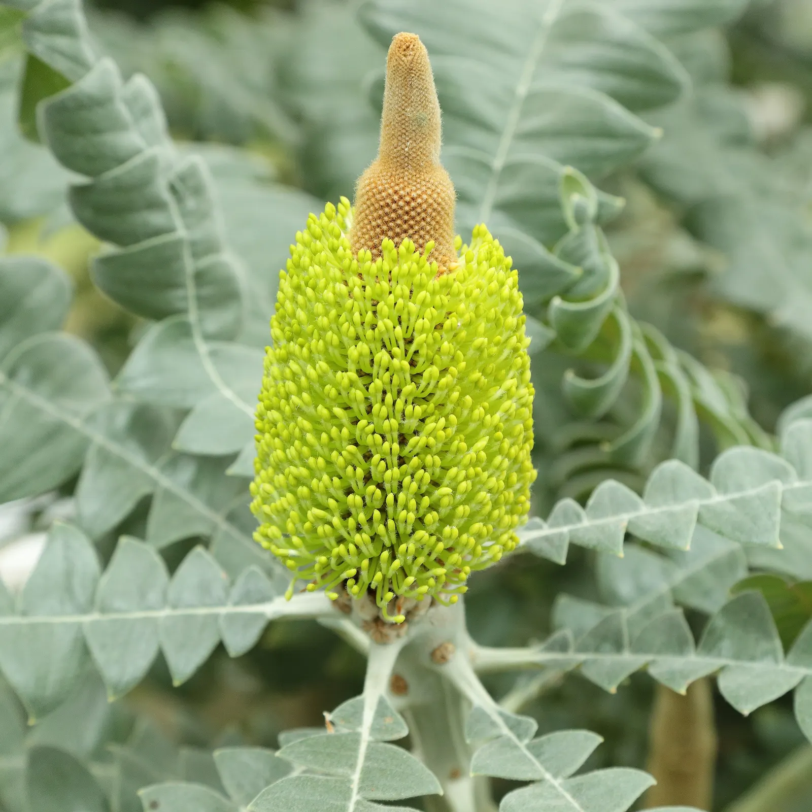 Bull Banksia (Banksia Grandis) — These leaves are characterized by their serrated edges and a white undersurface