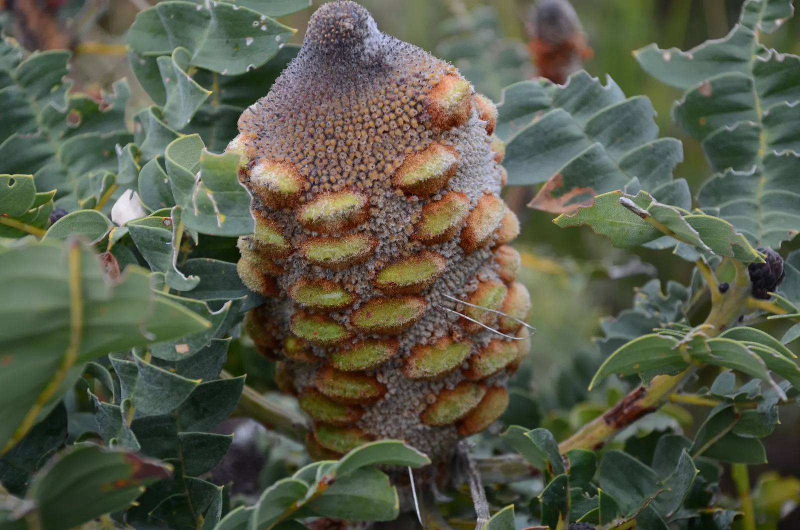 Bull Banksia (Banksia Grandis) — renowned for its distinctive