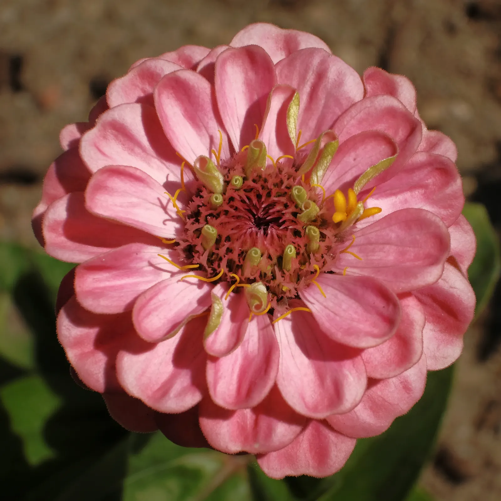 Common Zinnia (Zinnia Elegans) — daisy-like blooms in various colors; and prefer well-drained soil rich in organic matter, image 133