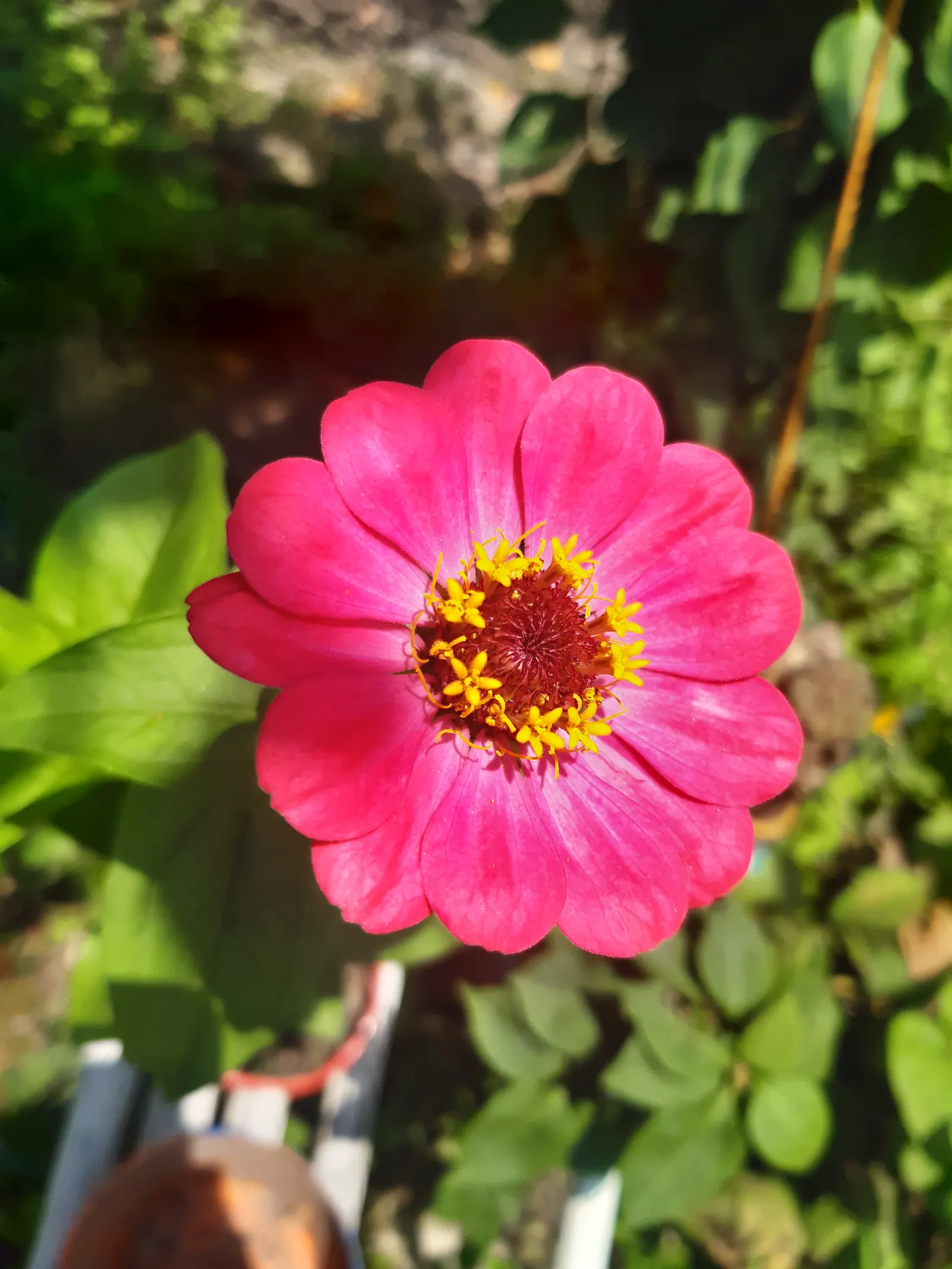 Common Zinnia (Zinnia Elegans) — daisy-like blooms in various colors