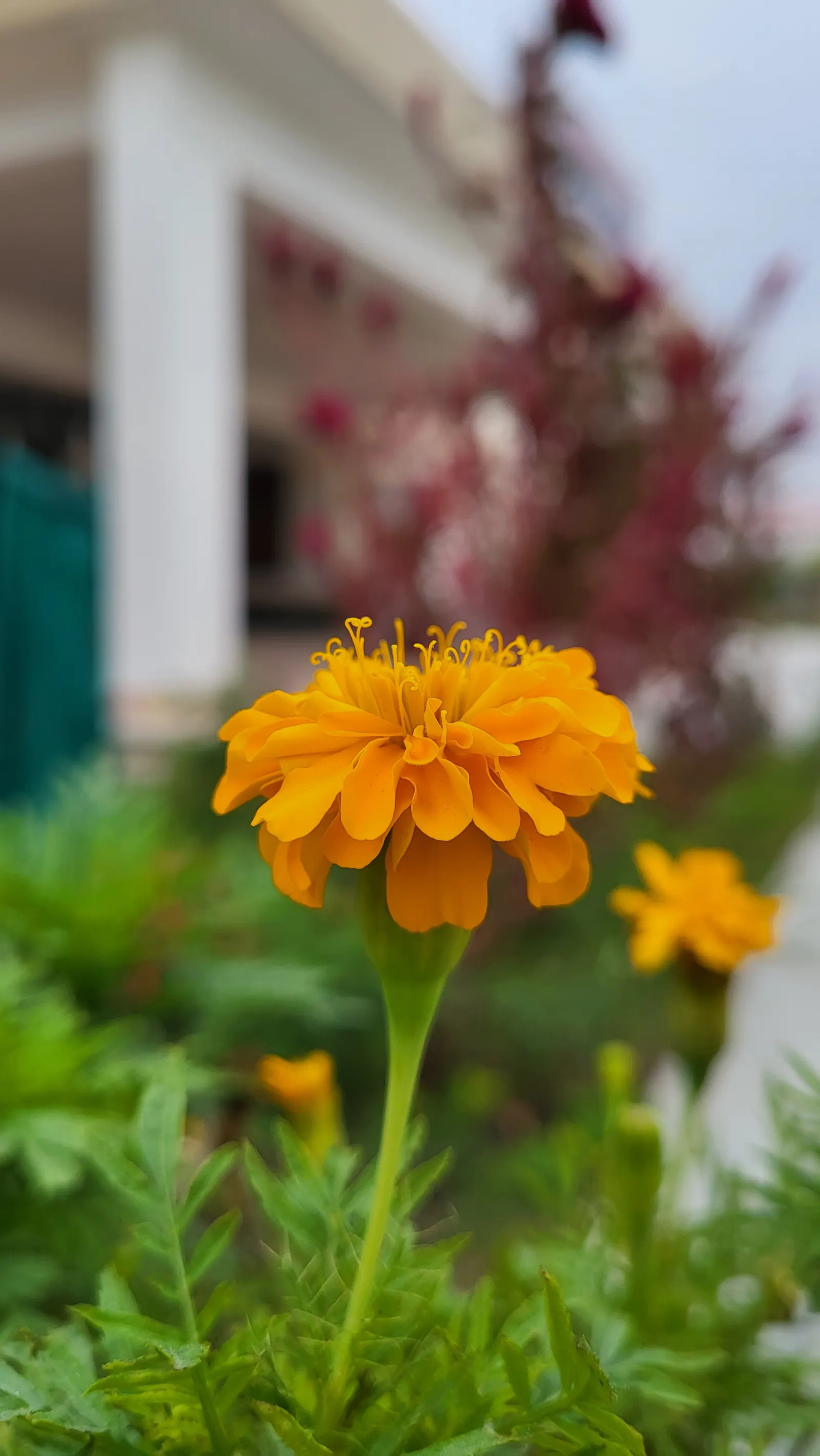 Common Zinnia (Zinnia Elegans) — zinnias are excellent attractors of butterflies and hummingbirds; their blooming season spans from late spring to, image 126
