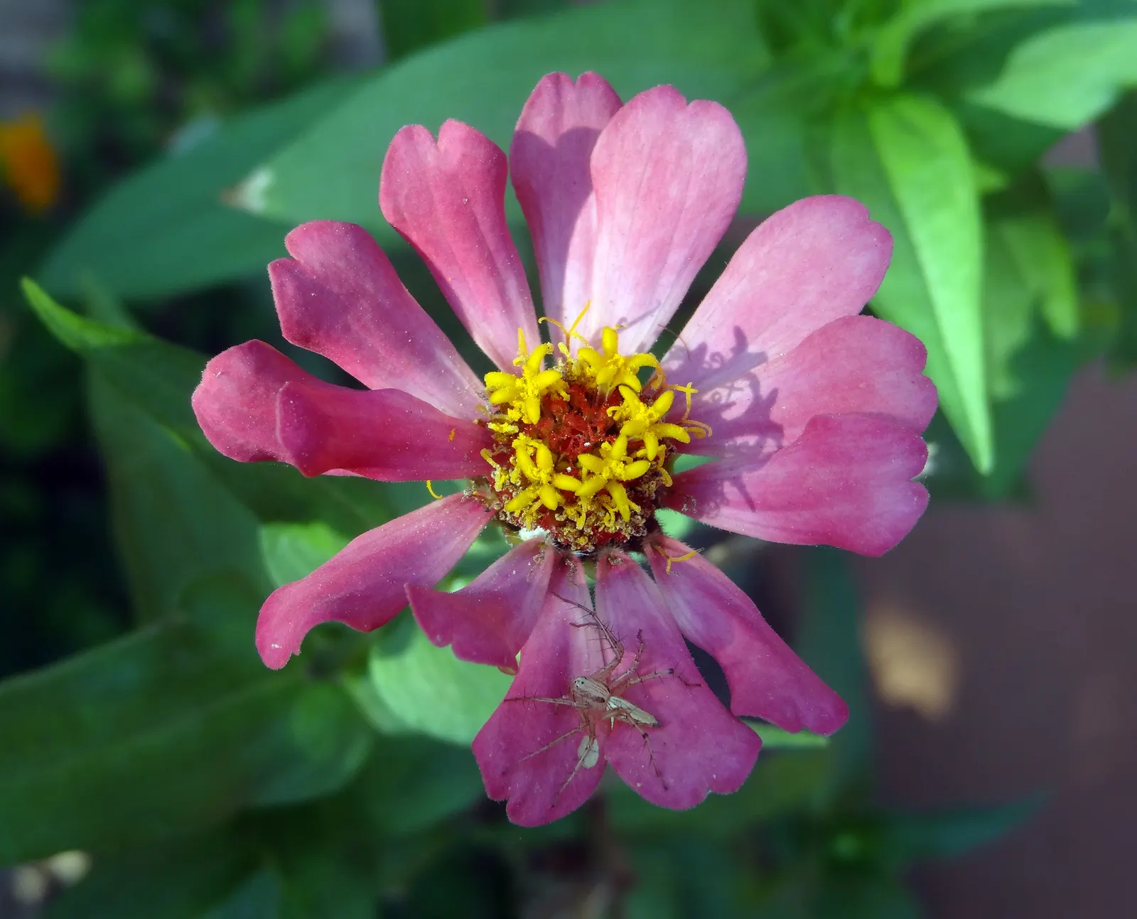 Common Zinnia (Zinnia Elegans) — but now a mainstay in flower beds across the globe; perfect for use in both borders and as cut flowers for indoor, image 62
