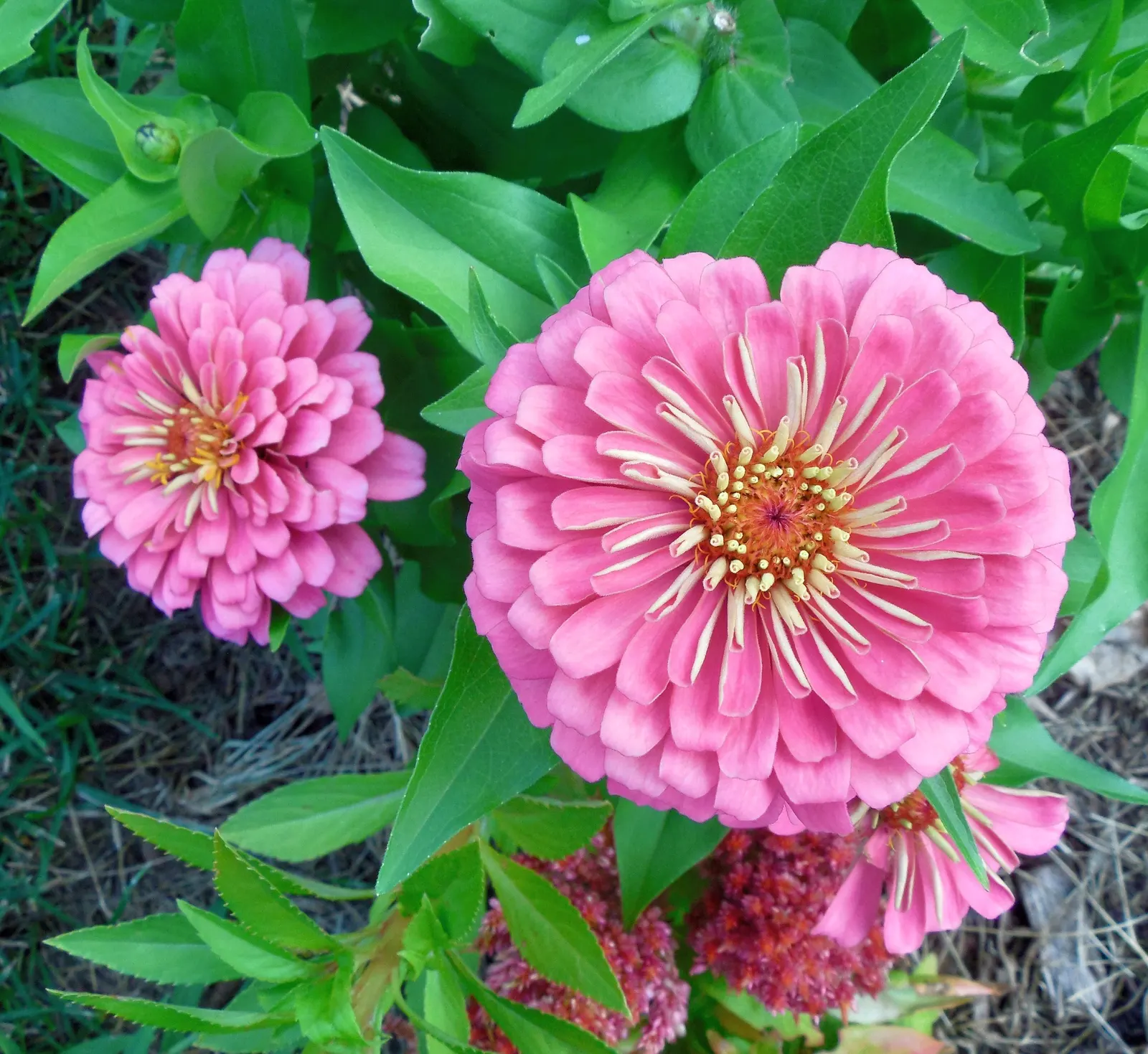 Common Zinnia (Zinnia Elegans) — The Common Zinnia (Zinnia elegans); a common issue for these plants, image 111