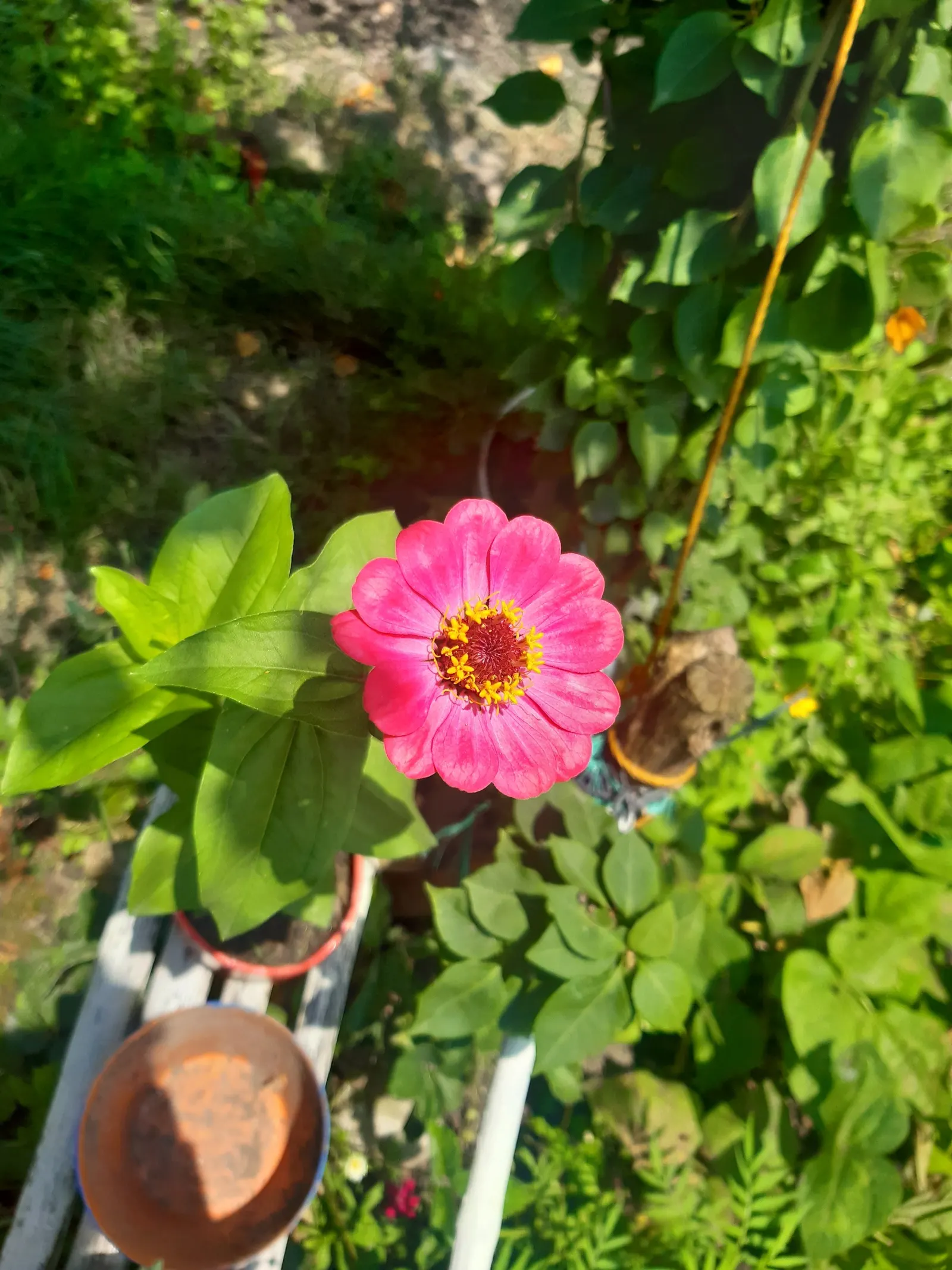 Common Zinnia (Zinnia Elegans) — The Common Zinnia (Zinnia elegans); a common issue for these plants, image 59