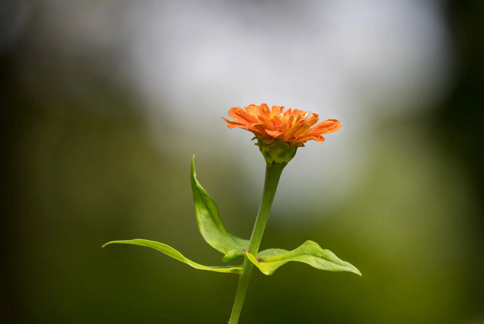 Common Zinnia (Zinnia Elegans) — daisy-like blooms in various colors; and prefer well-drained soil rich in organic matter, image 81