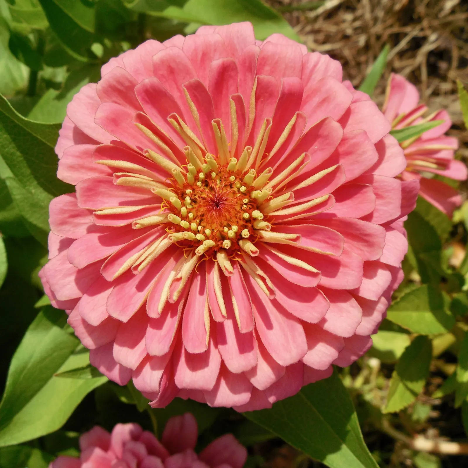 Common Zinnia (Zinnia Elegans) — it offers continuous pops of color and is excellent for borders; which can soar to heights between 8 inches and 4, image 136
