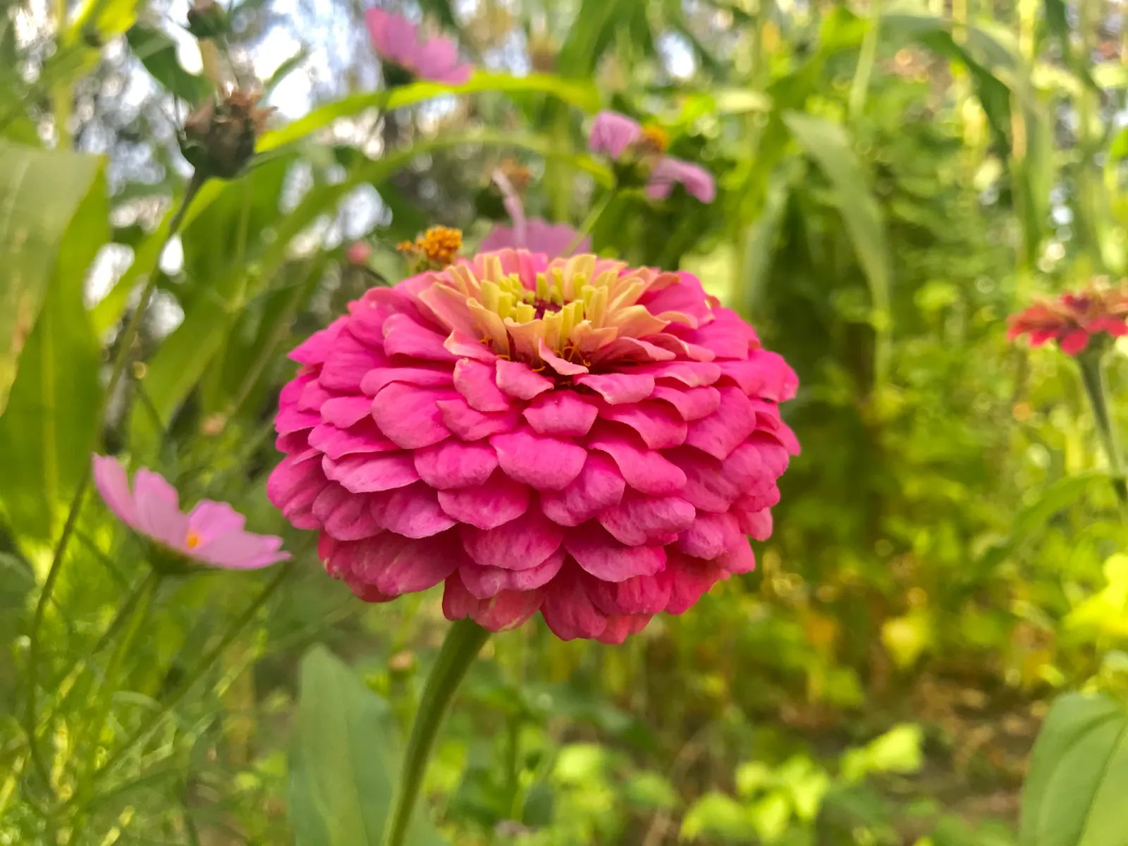 Common Zinnia (Zinnia Elegans) — and prefer well-drained soil rich in organic matter; to ensure ample airflow and reduce the risk of powdery mildew, image 122