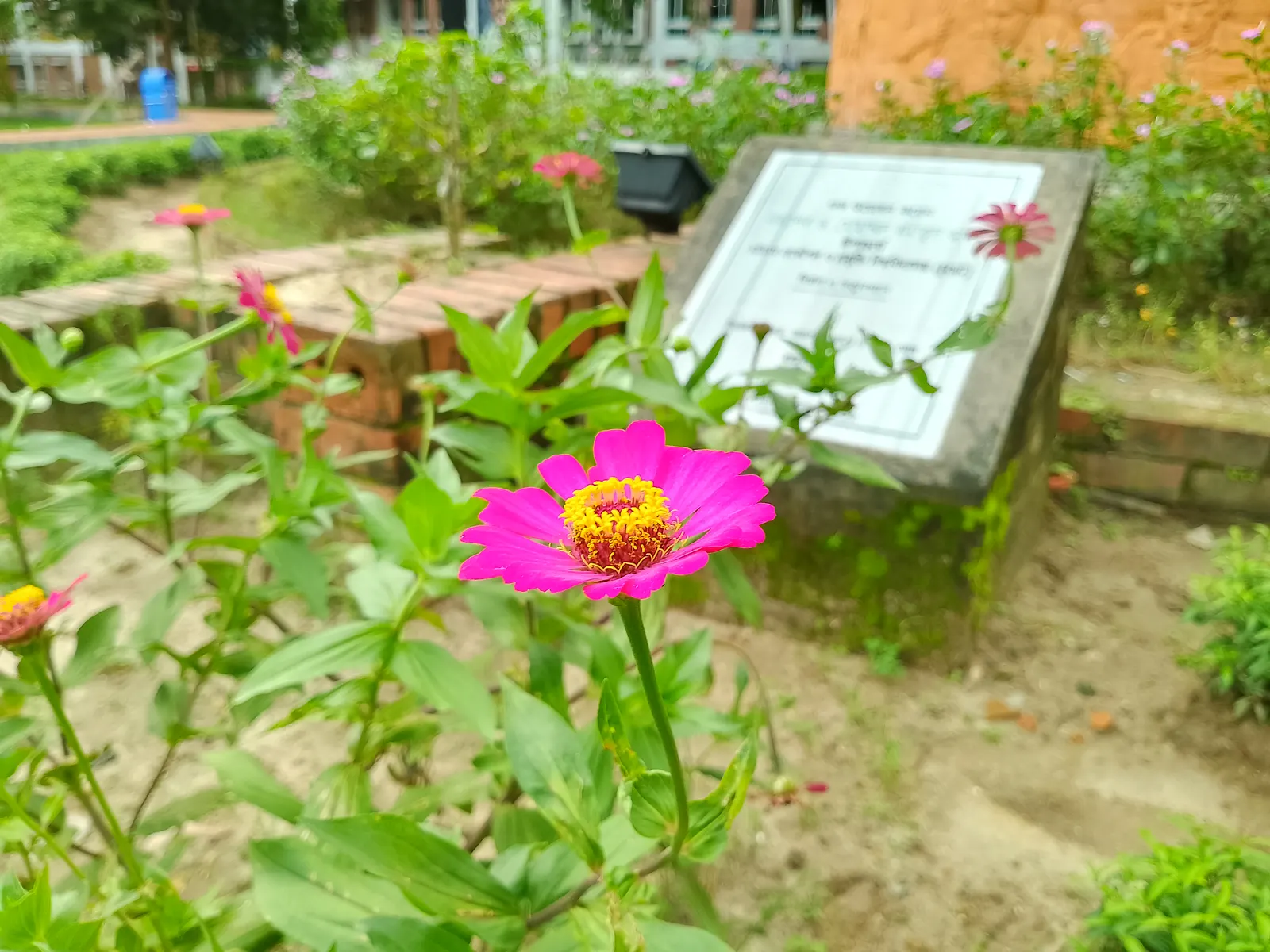 Common Zinnia (Zinnia Elegans) — is a vibrant annual flowering plant that can reach heights of 1-3 feet with a spread of 1-1.5 feet; it thrives in, image 131