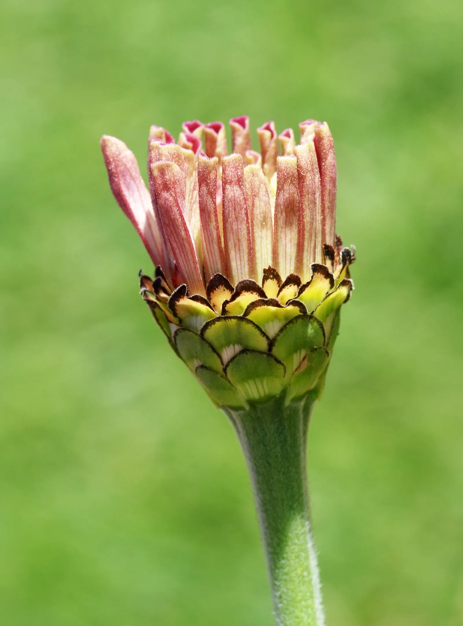 Common Zinnia (Zinnia Elegans) — it thrives in full sun and well-draining soil