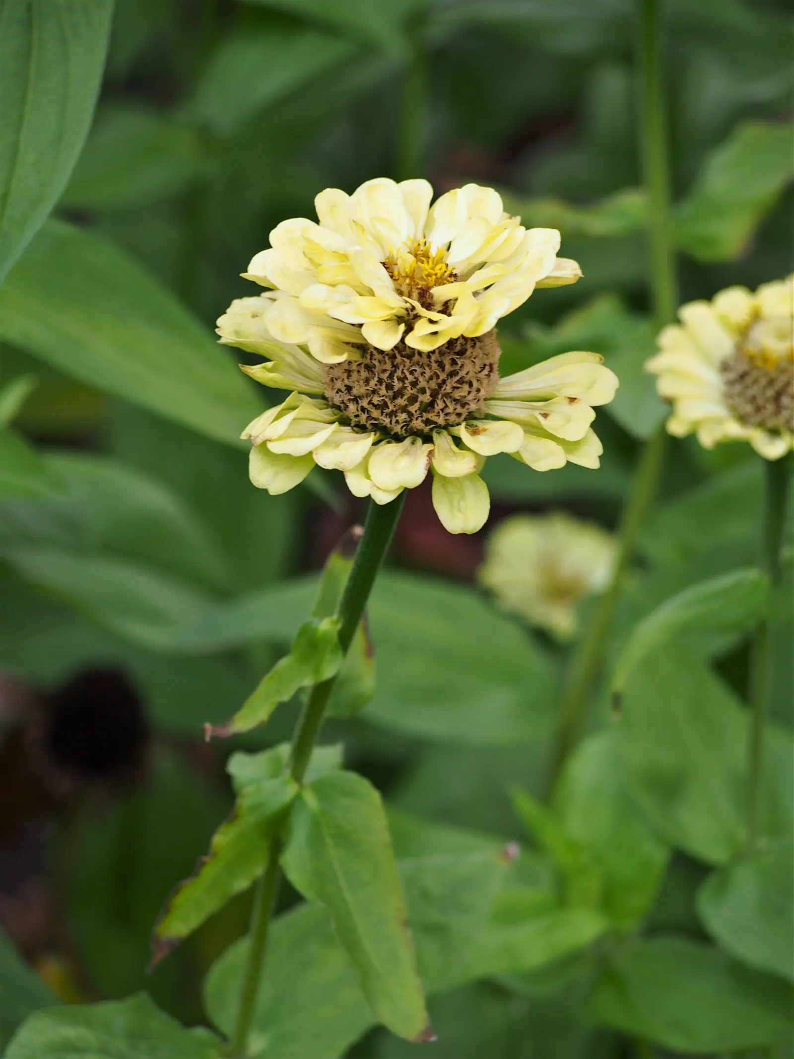 Common Zinnia (Zinnia Elegans) — a common issue for these plants