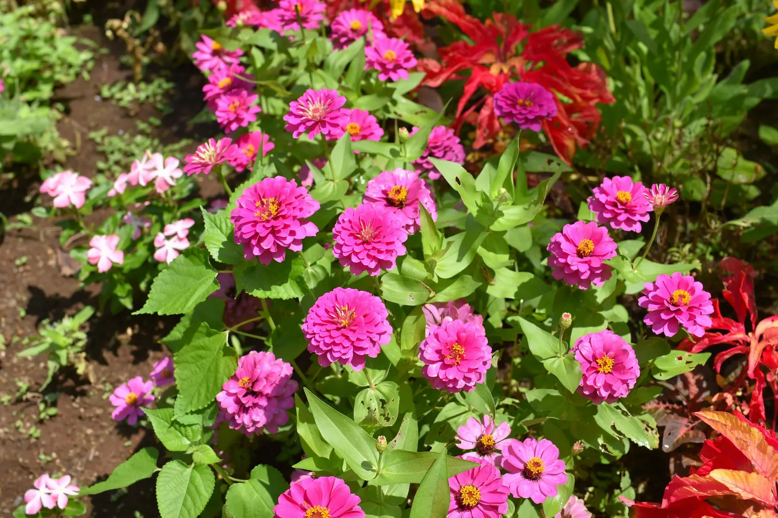 Common Zinnia (Zinnia Elegans) — and prefer well-drained soil rich in organic matter