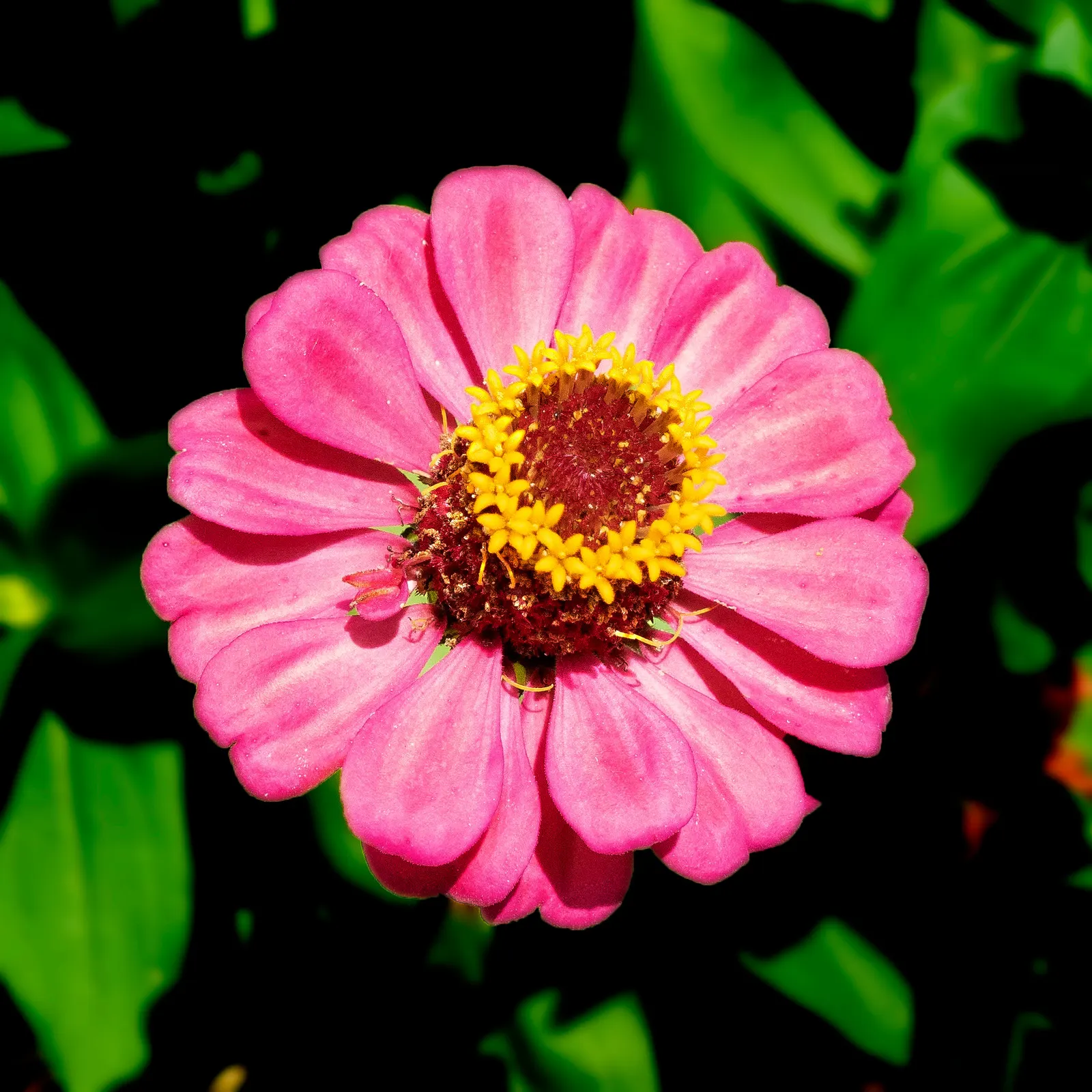 Common Zinnia (Zinnia Elegans) — They thrive in full sunlight; with a long blooming period from spring to frost, image 68