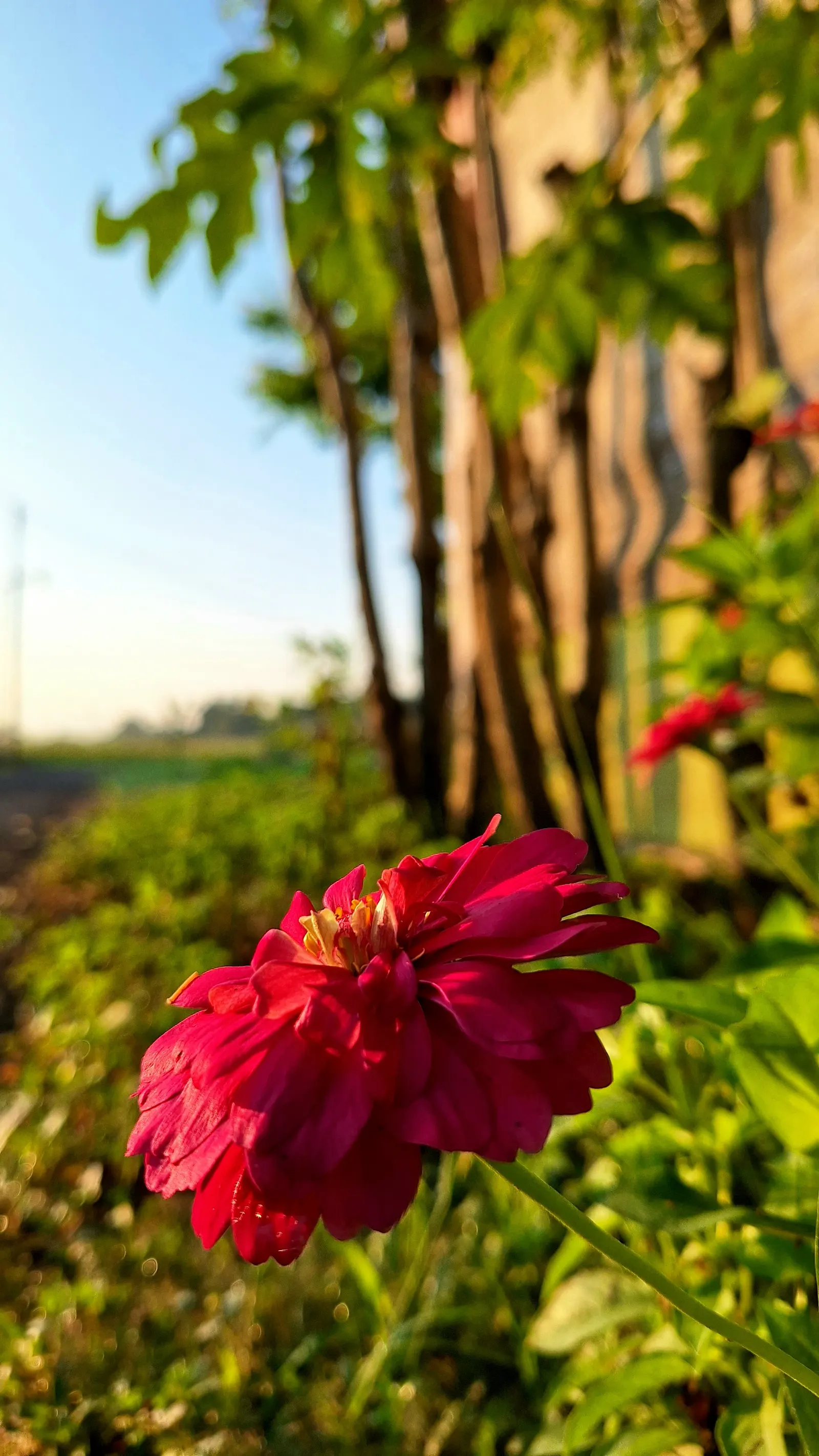 Common Zinnia (Zinnia Elegans) — these plants are versatile; requiring a minimum of 6 hours of direct sun per day, image 92