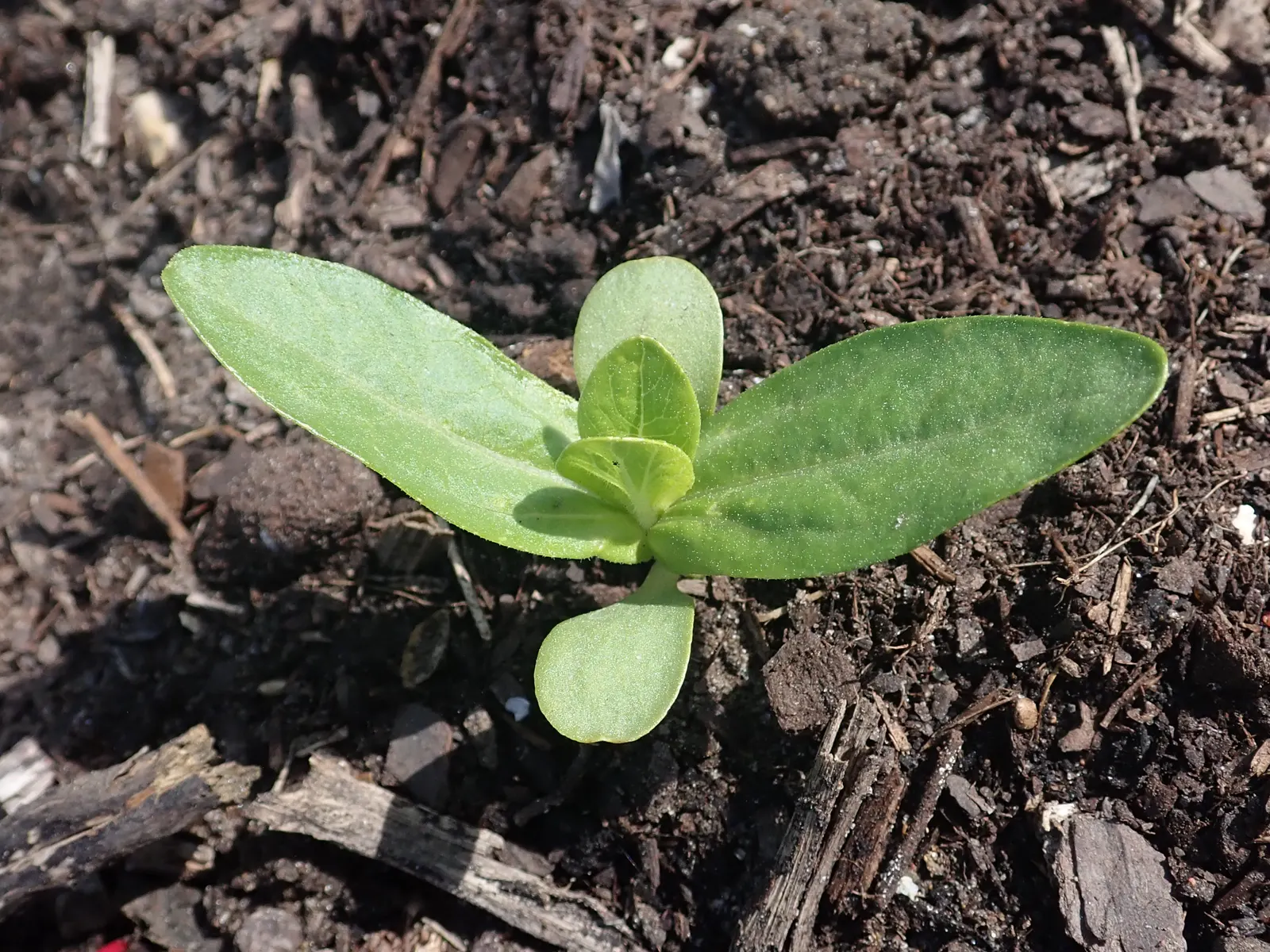 Common Zinnia (Zinnia Elegans) — and prefer well-drained soil rich in organic matter; to ensure ample airflow and reduce the risk of powdery mildew