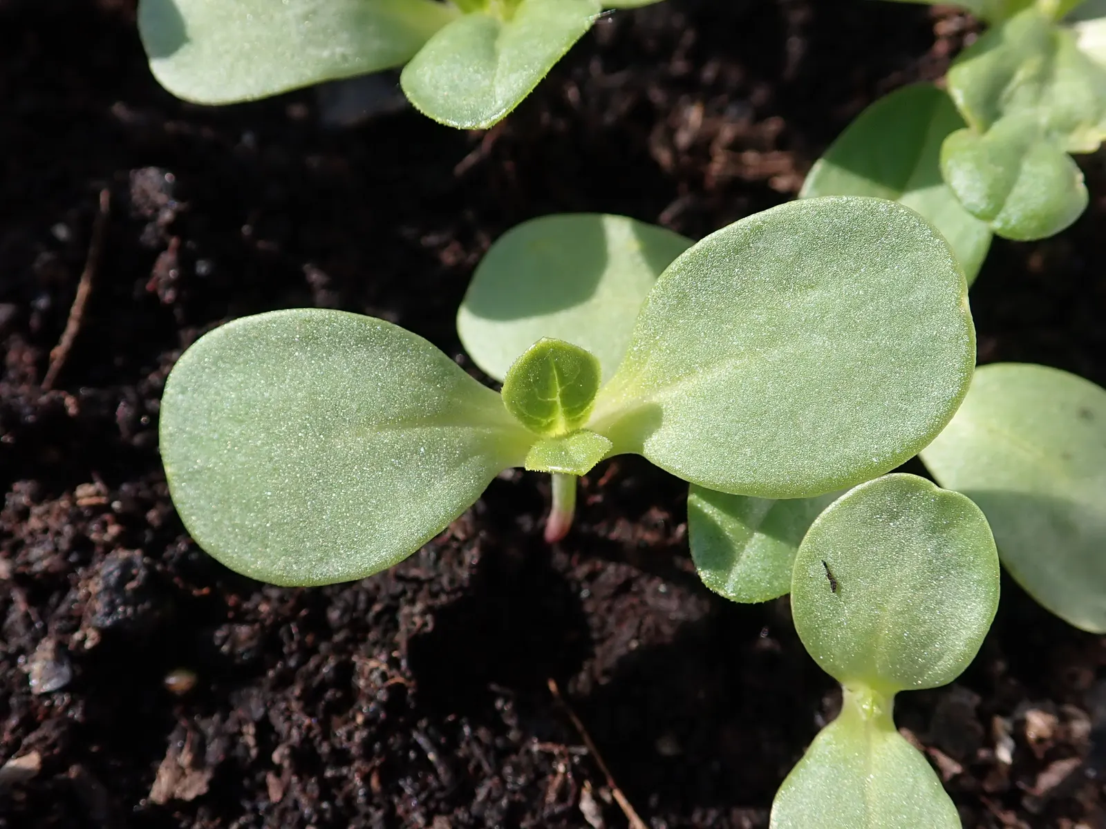 Common Zinnia (Zinnia Elegans) — to ensure ample airflow and reduce the risk of powdery mildew